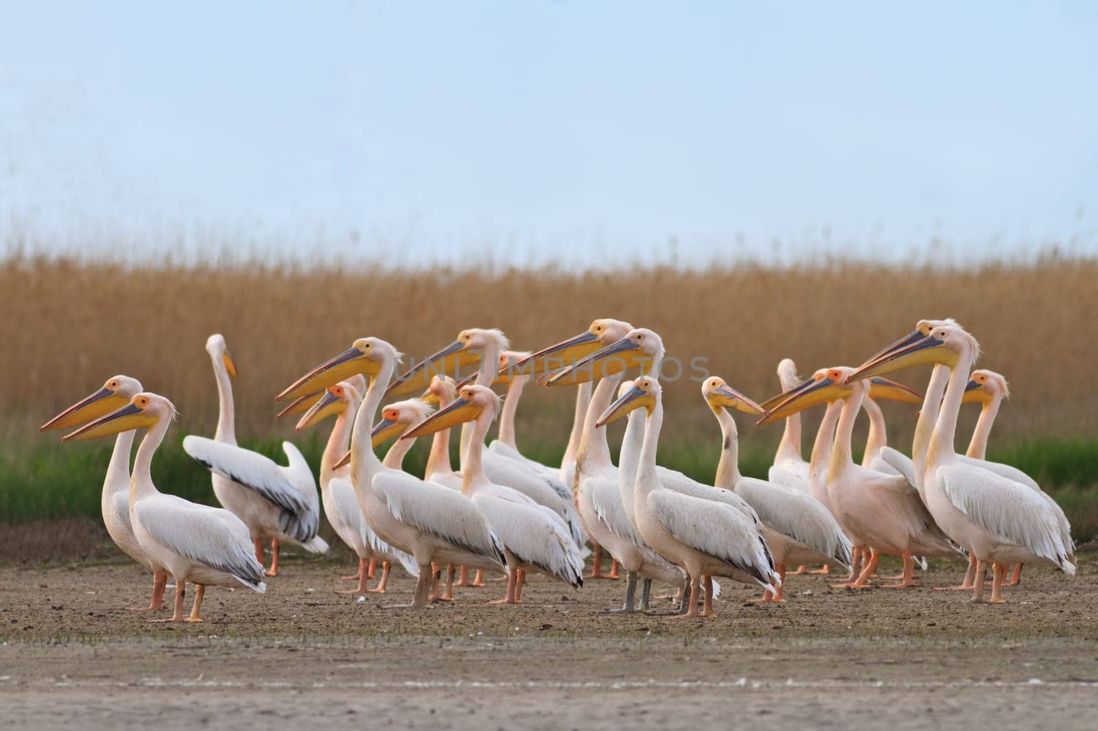 white pelicans in the Danube Delta, Romania