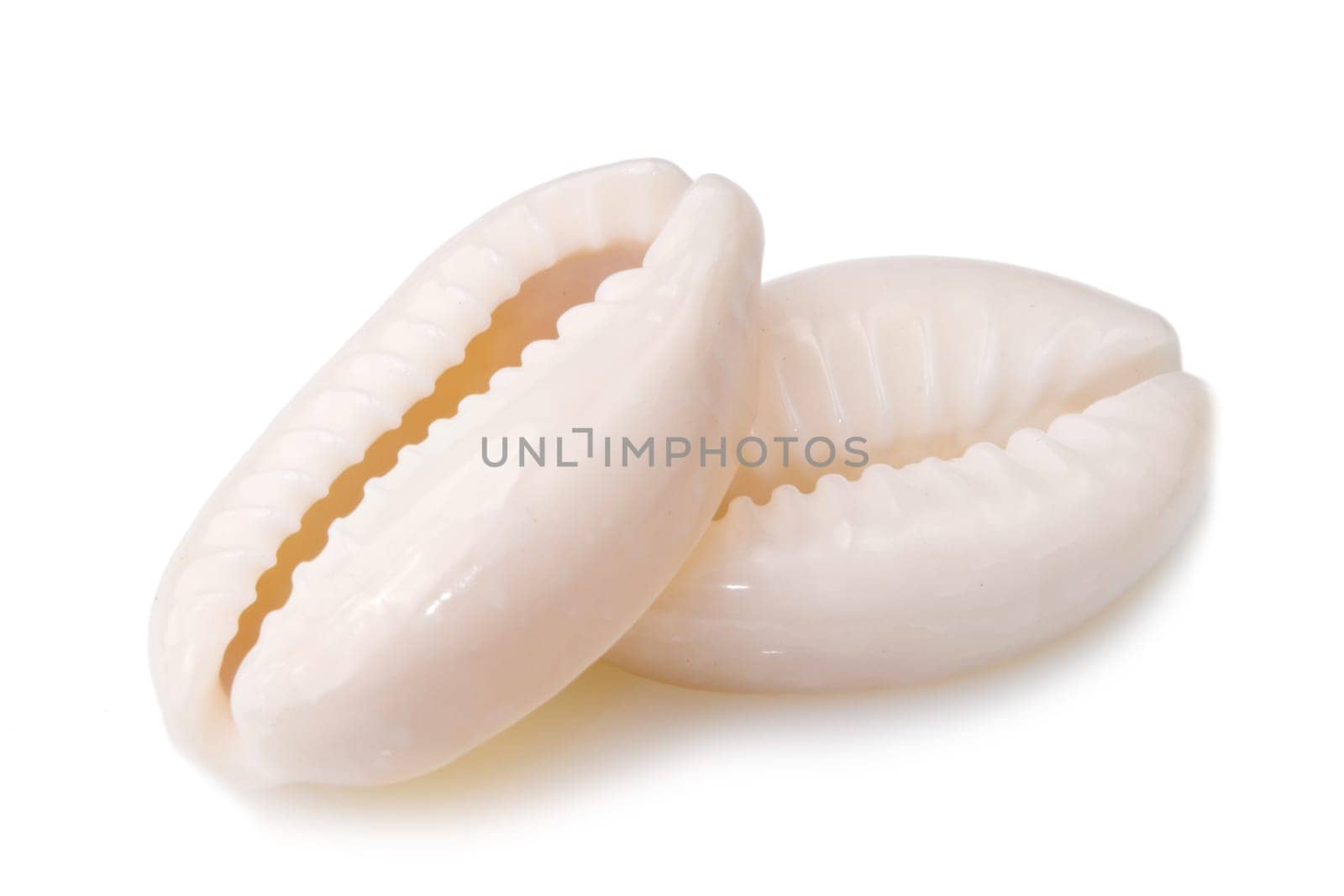 a macro shot of a seashell