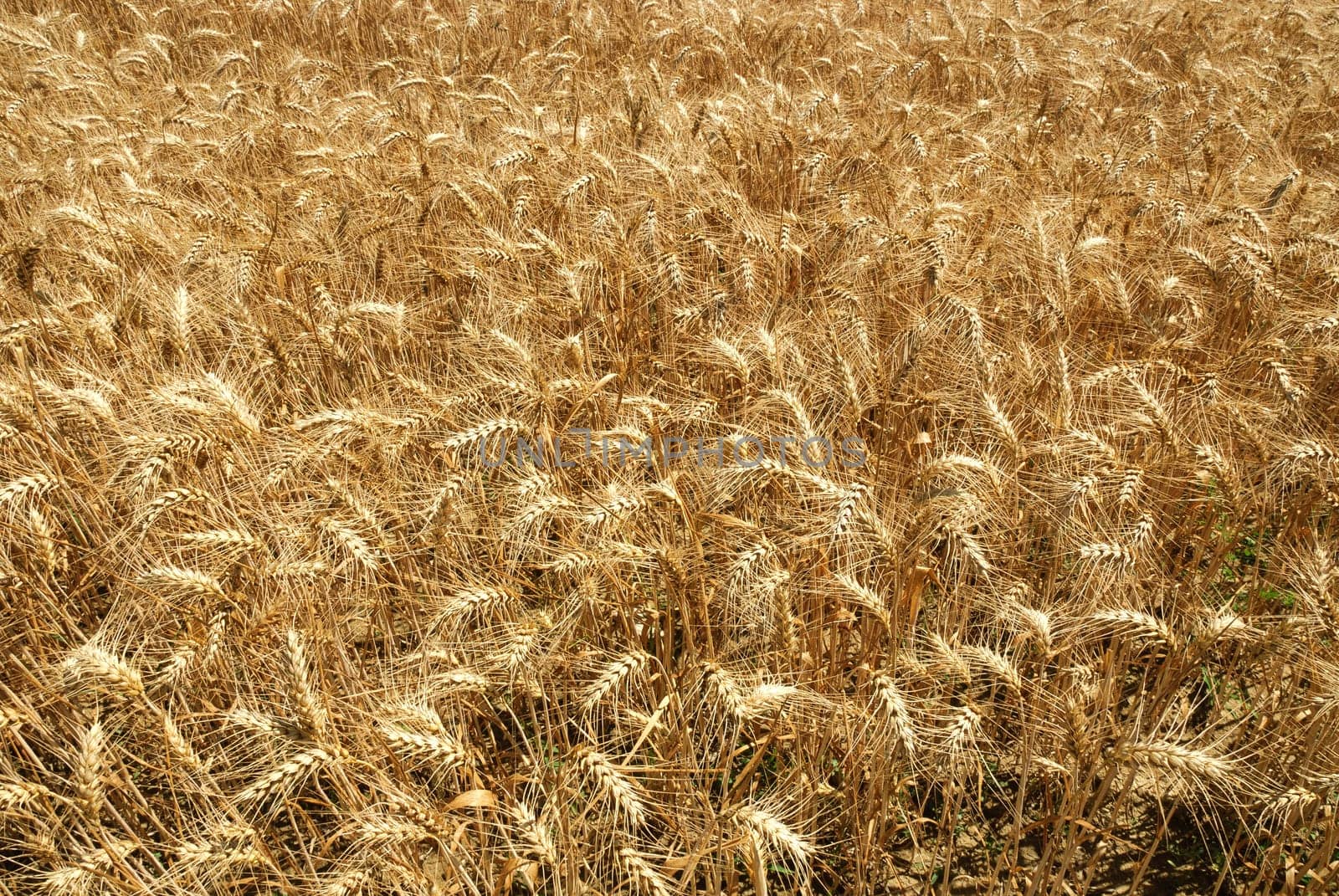 wheat field with ripe ears