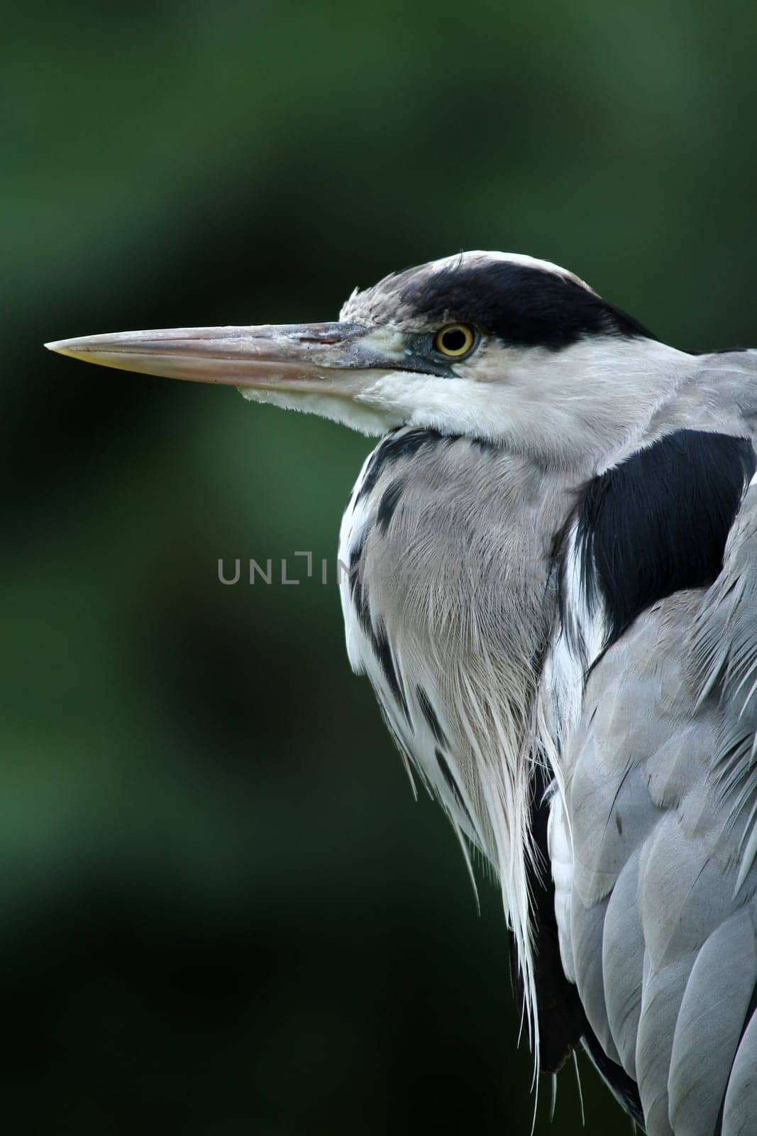 Heron Portrait