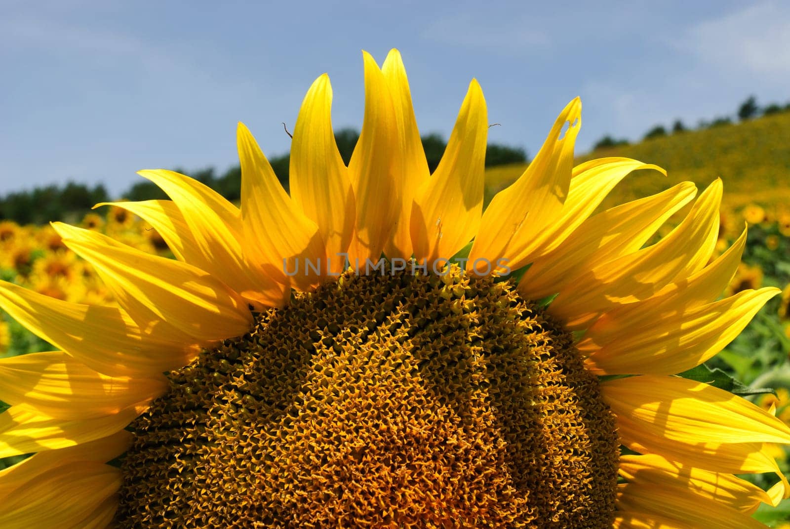 sunflower field in the hills in predappio
