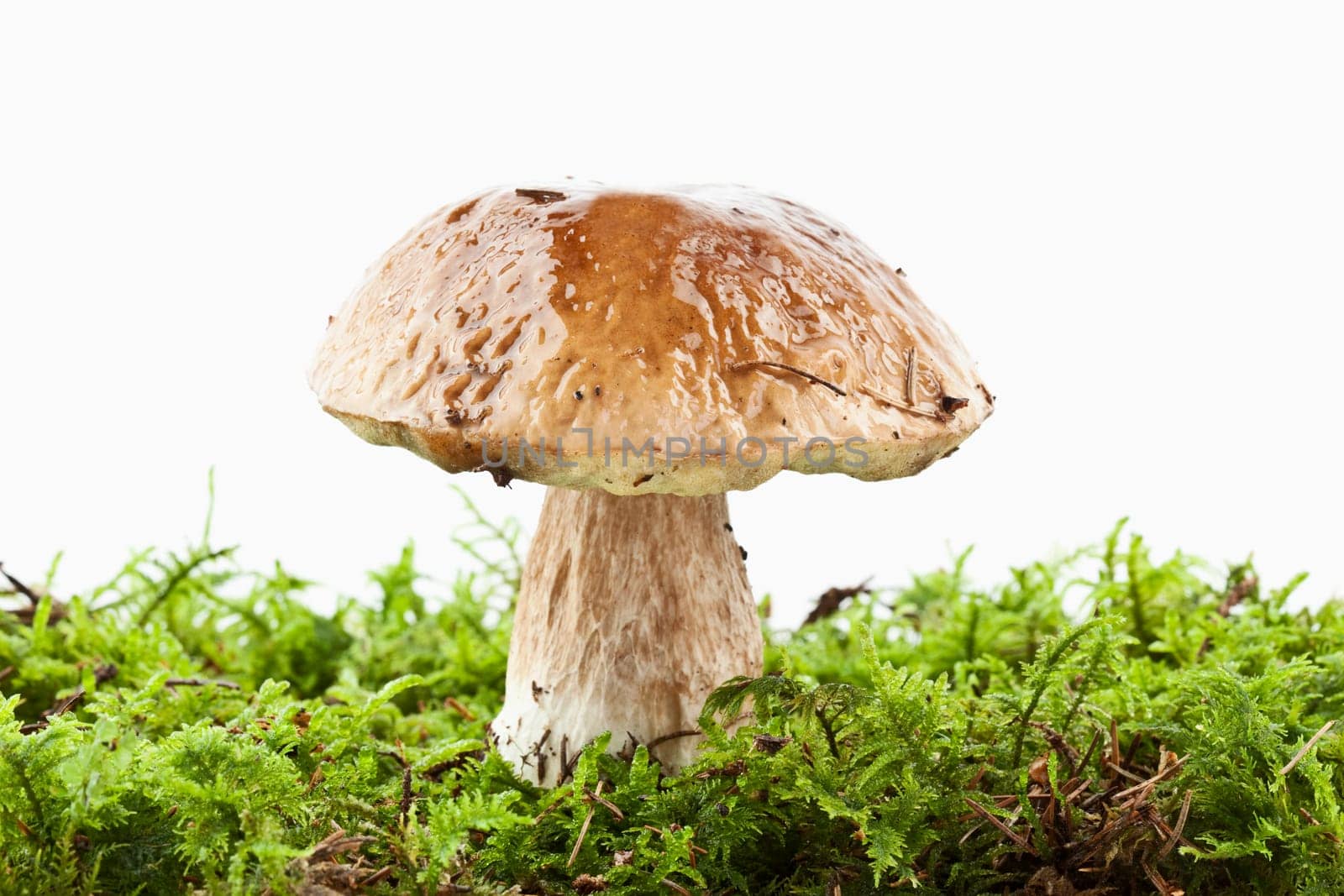 Spruce boletus (Boletus edulis)