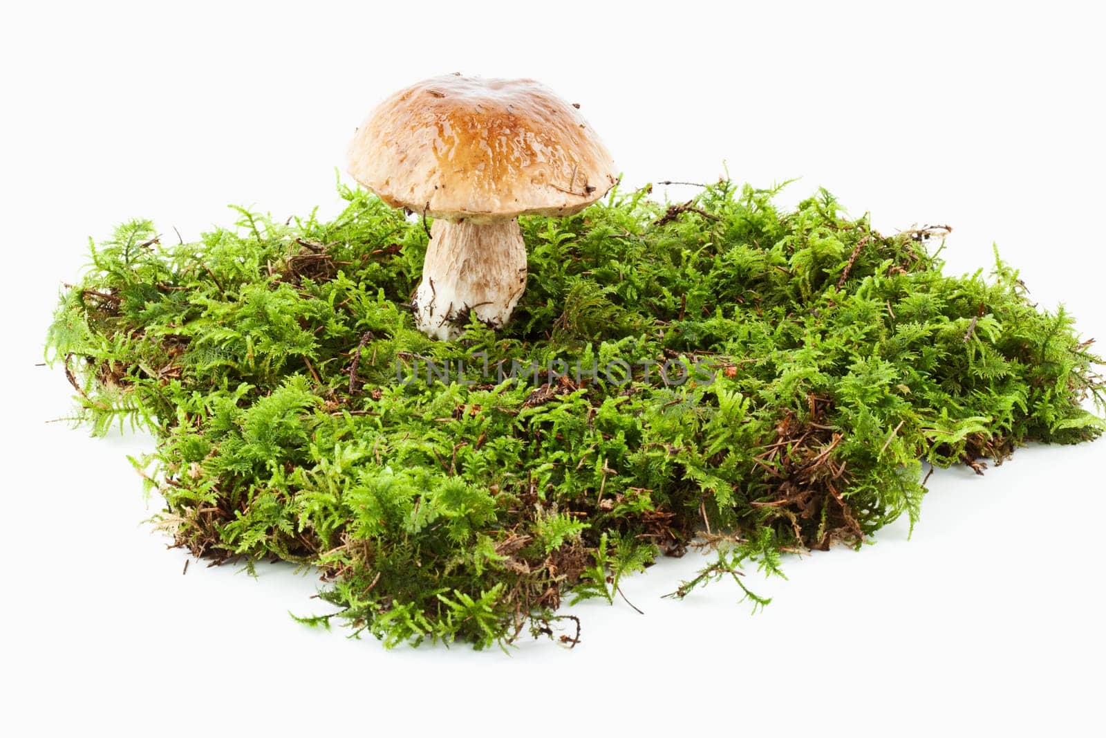 Spruce boletus (Boletus edulis)