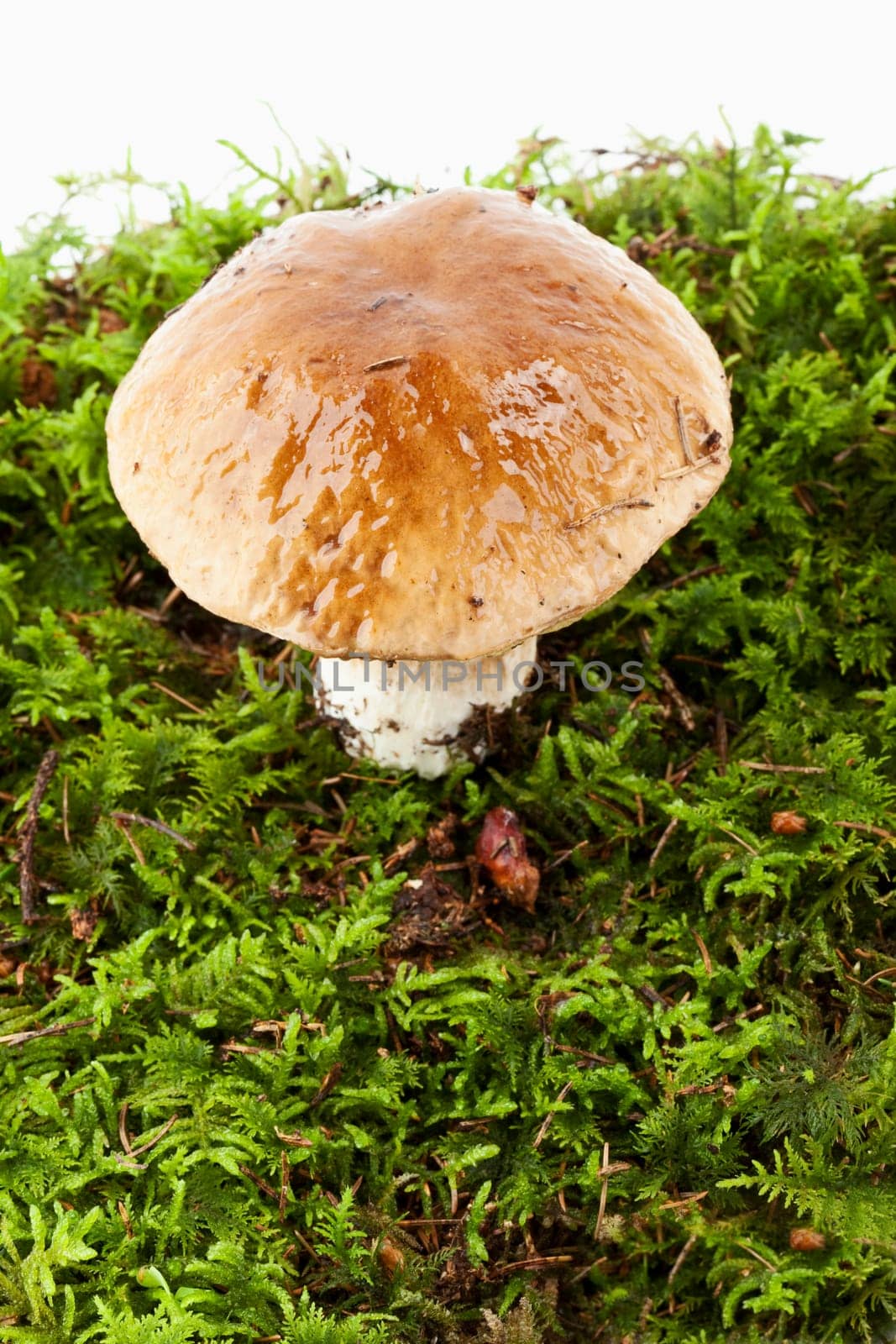 Spruce boletus (Boletus edulis)