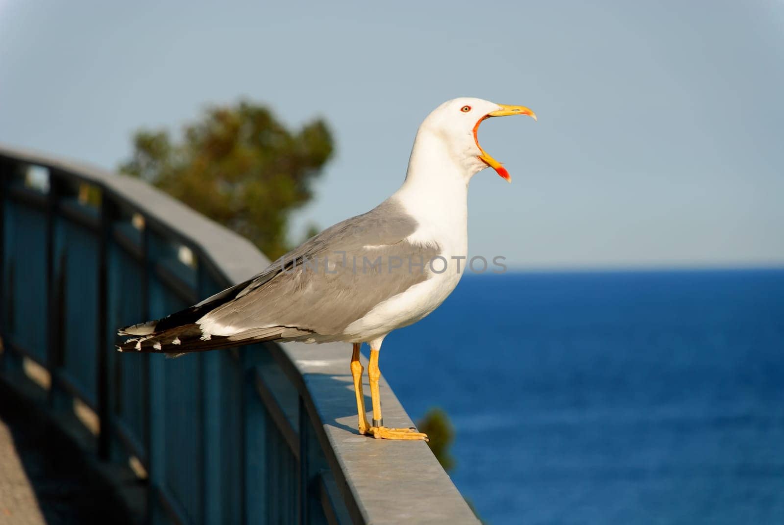 Seagull with open beak on a railing Bergeggi Savona