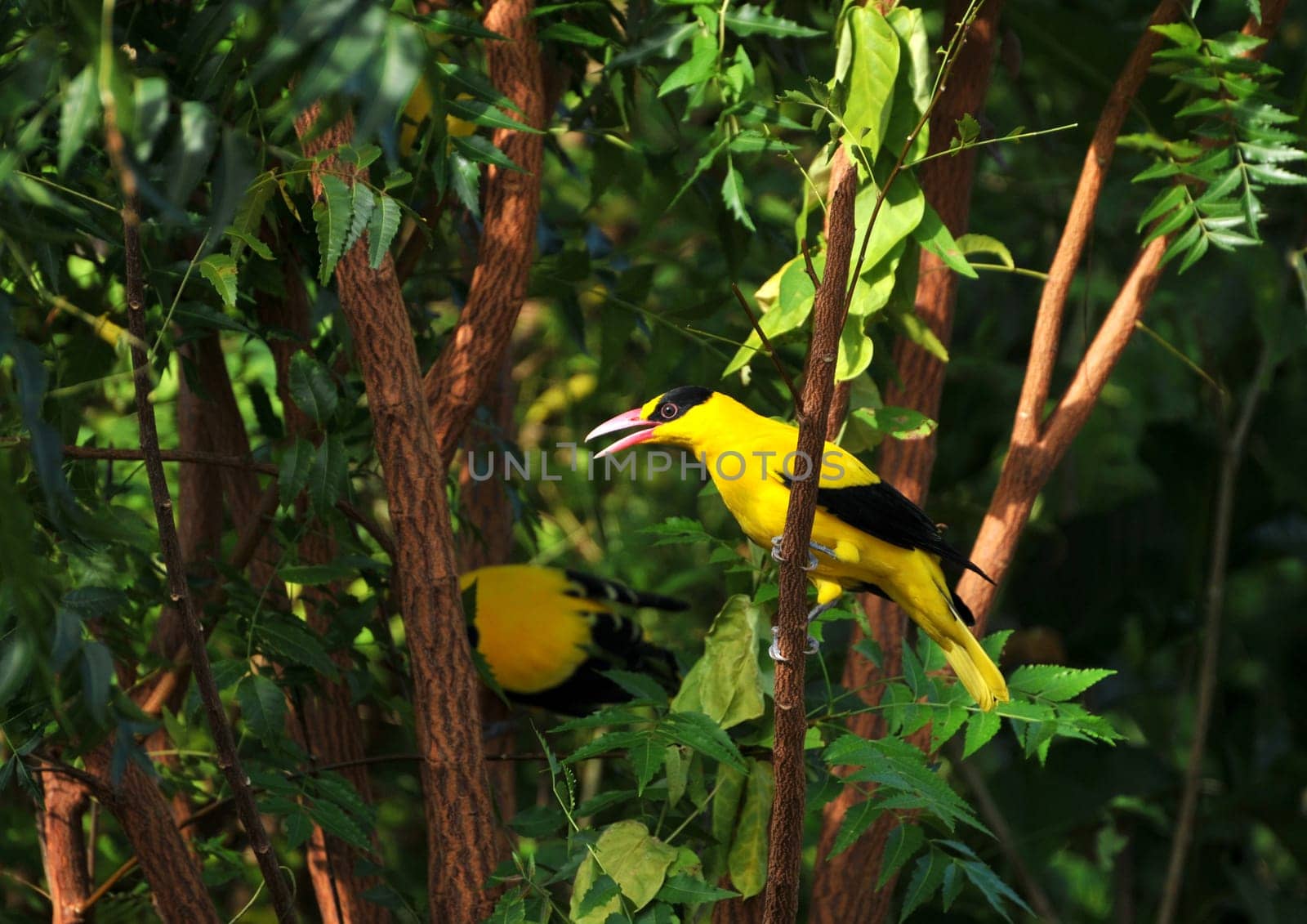 I caught this beautifully singing bird in the Philippines