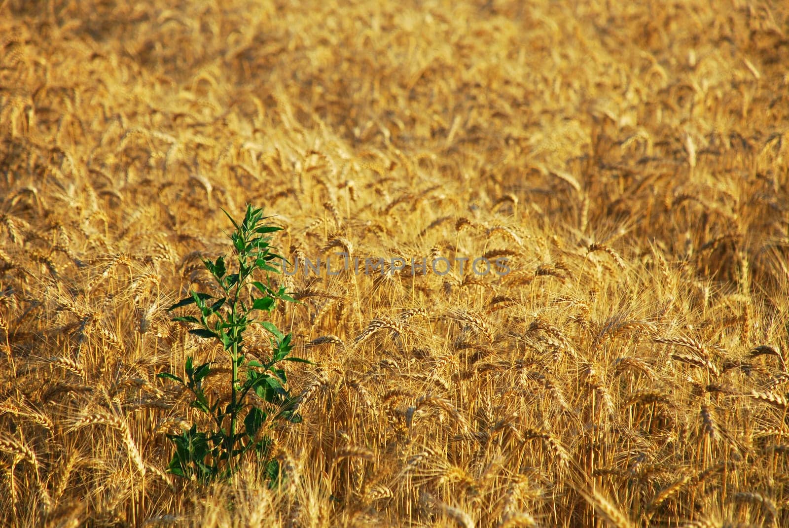 Wheatfield
