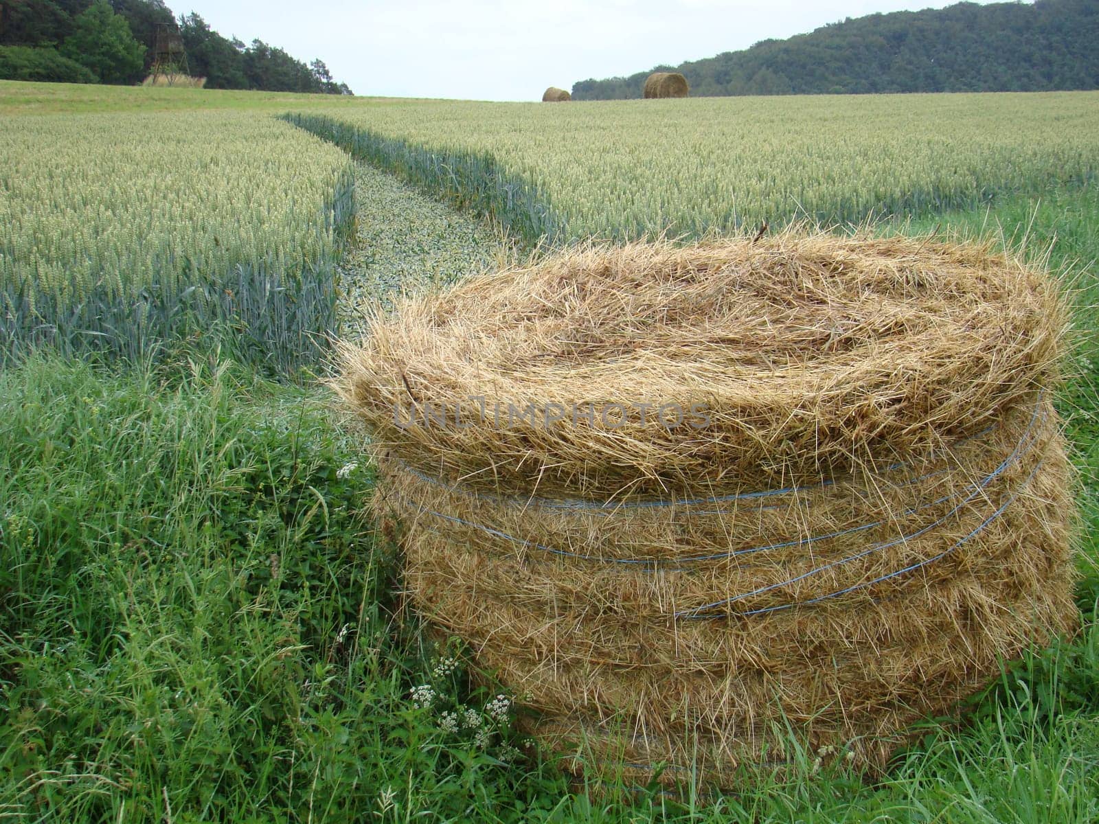 Flat-rolled