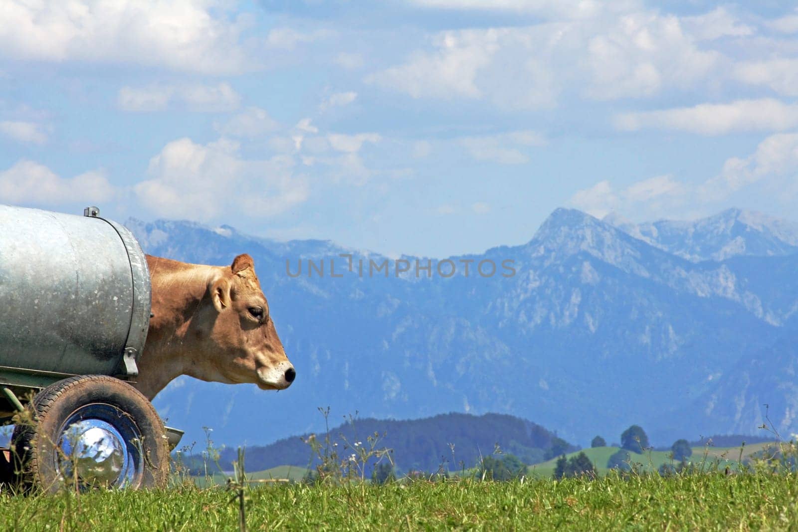 Bavaria - Mountains,Drinking Barrel and Dairy Cow