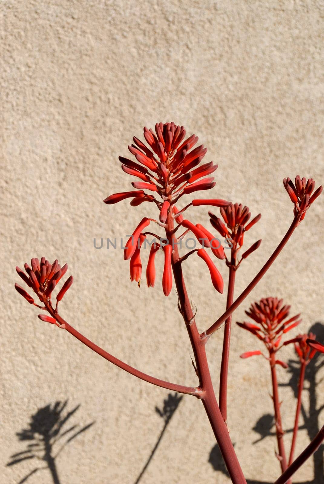 orange flower of aloe in tuscany