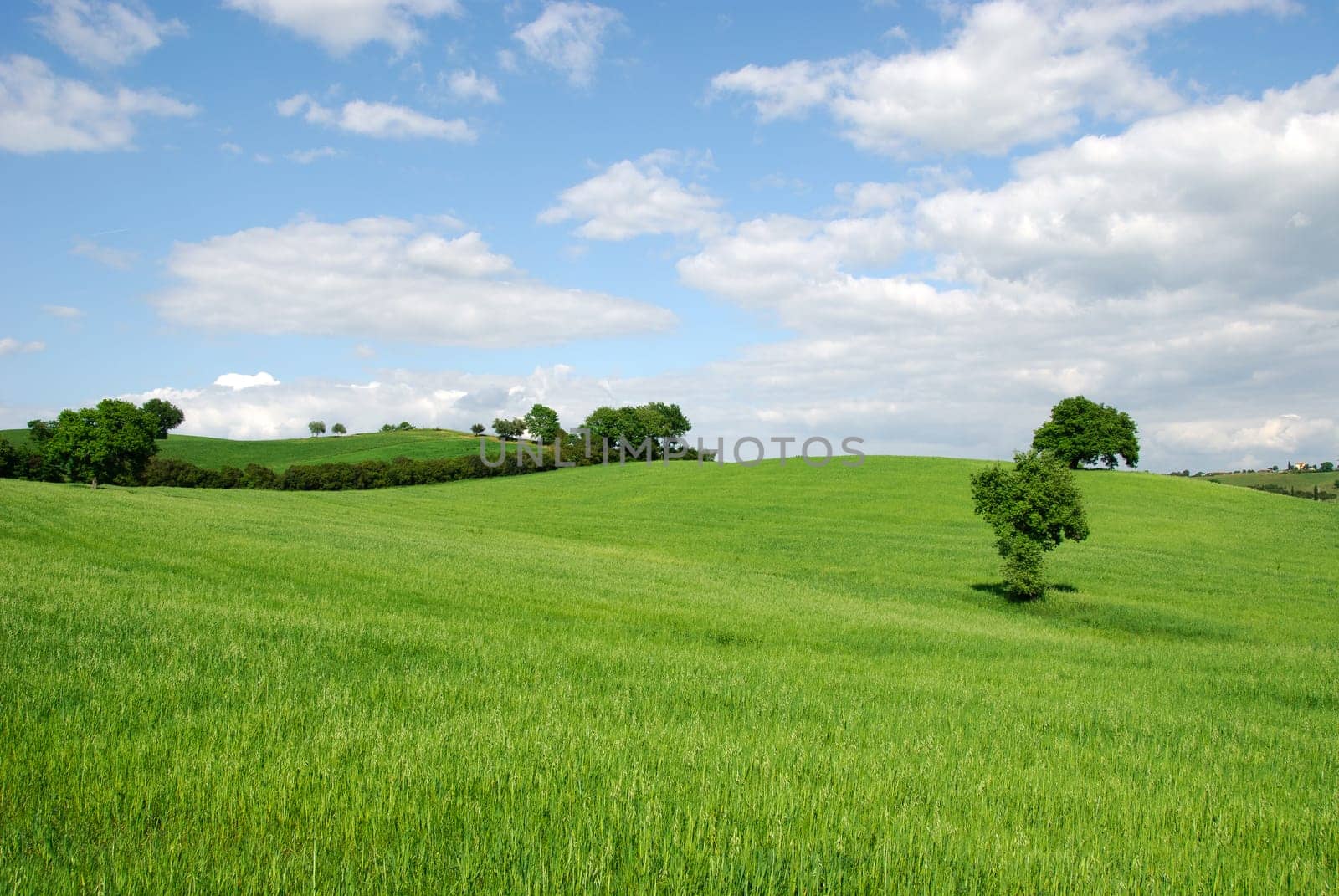 hilly countryside in grosseto in tuscany