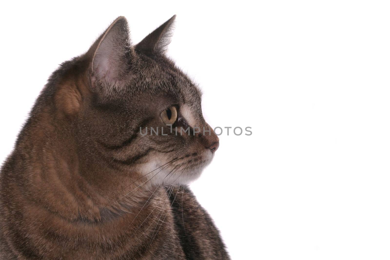 a tabby cat against a white background
