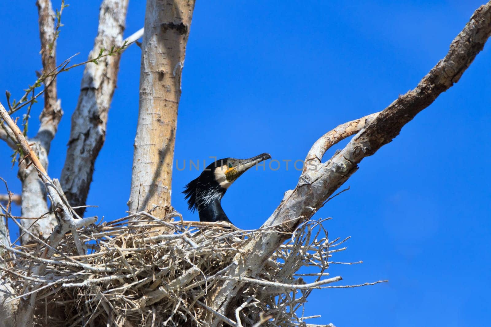 cormorant (phalacrocorax carbo ) on nest in Danube Delta, Romania