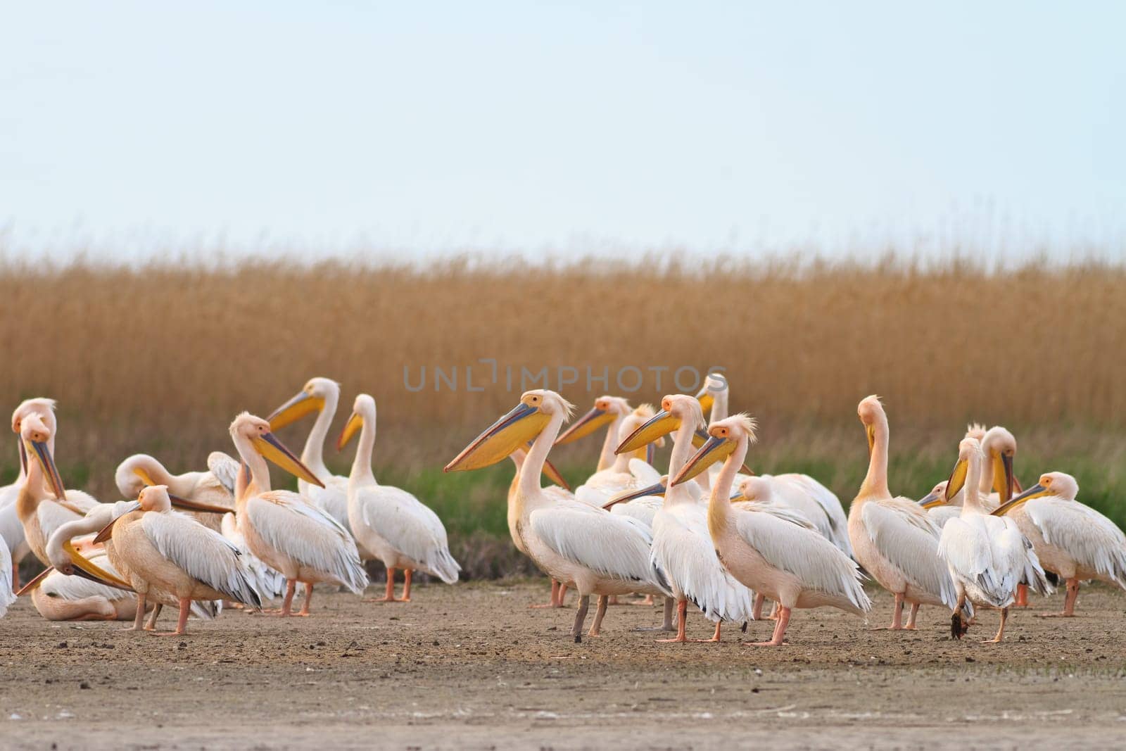 white pelicans in the Danube Delta, Romania