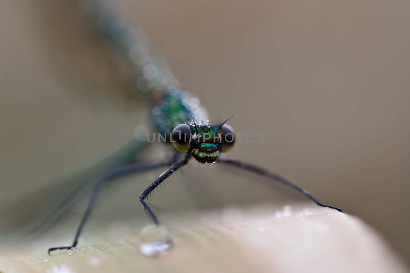 closeup of a dragonfly in the wild