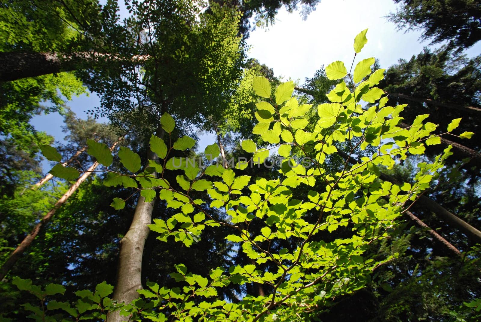 In the summer forest
