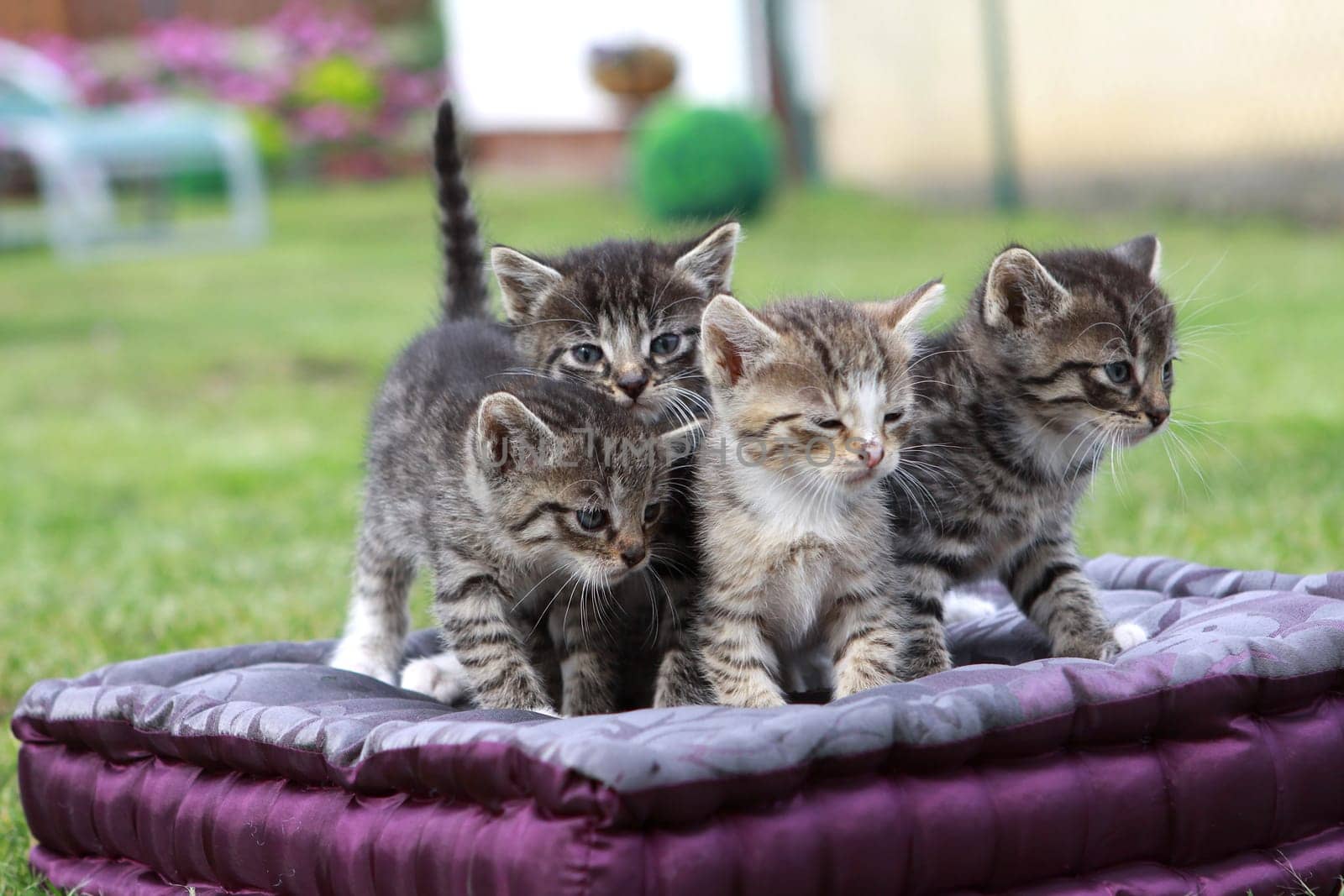 Little cats on a pillow