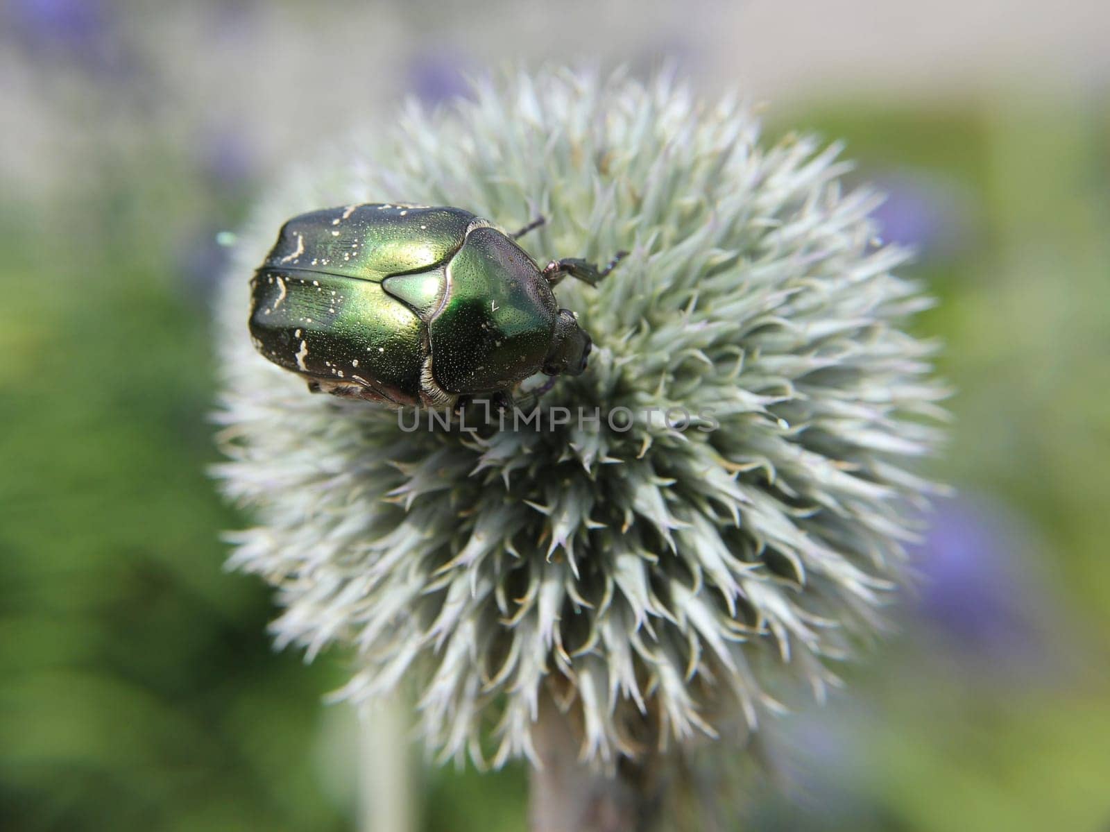 Variable rose beetle on globe thistle