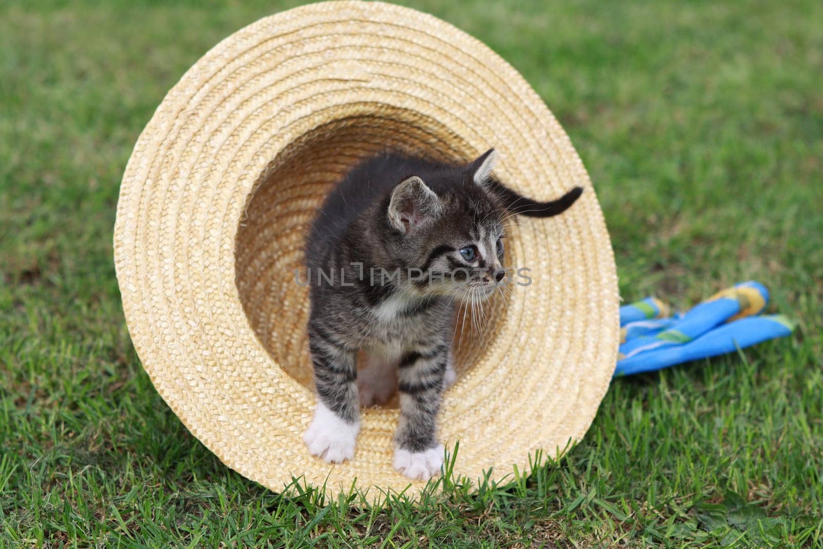 Little cat playing with a straw hat
