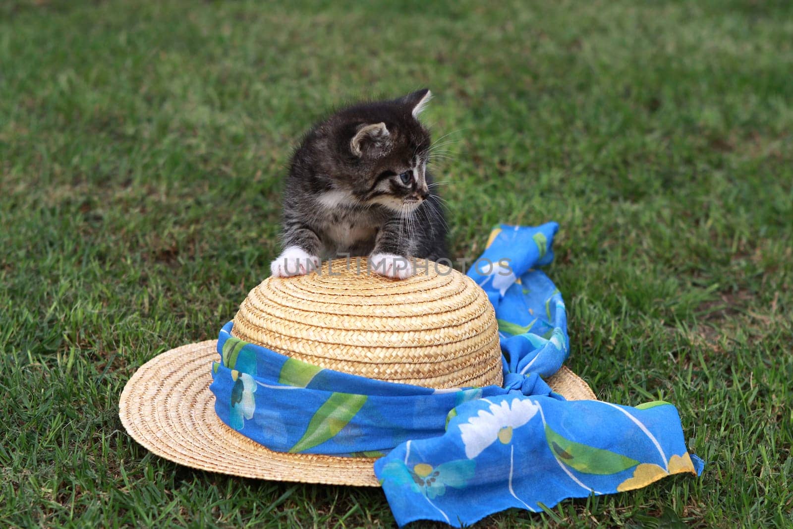 Little cat playing with a straw hat