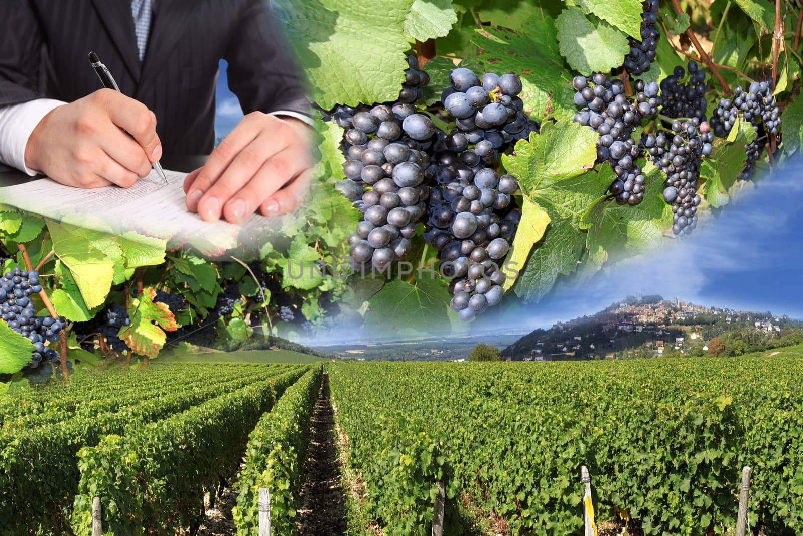 photo montages of vines and grapes for the harvest of the great wines of France