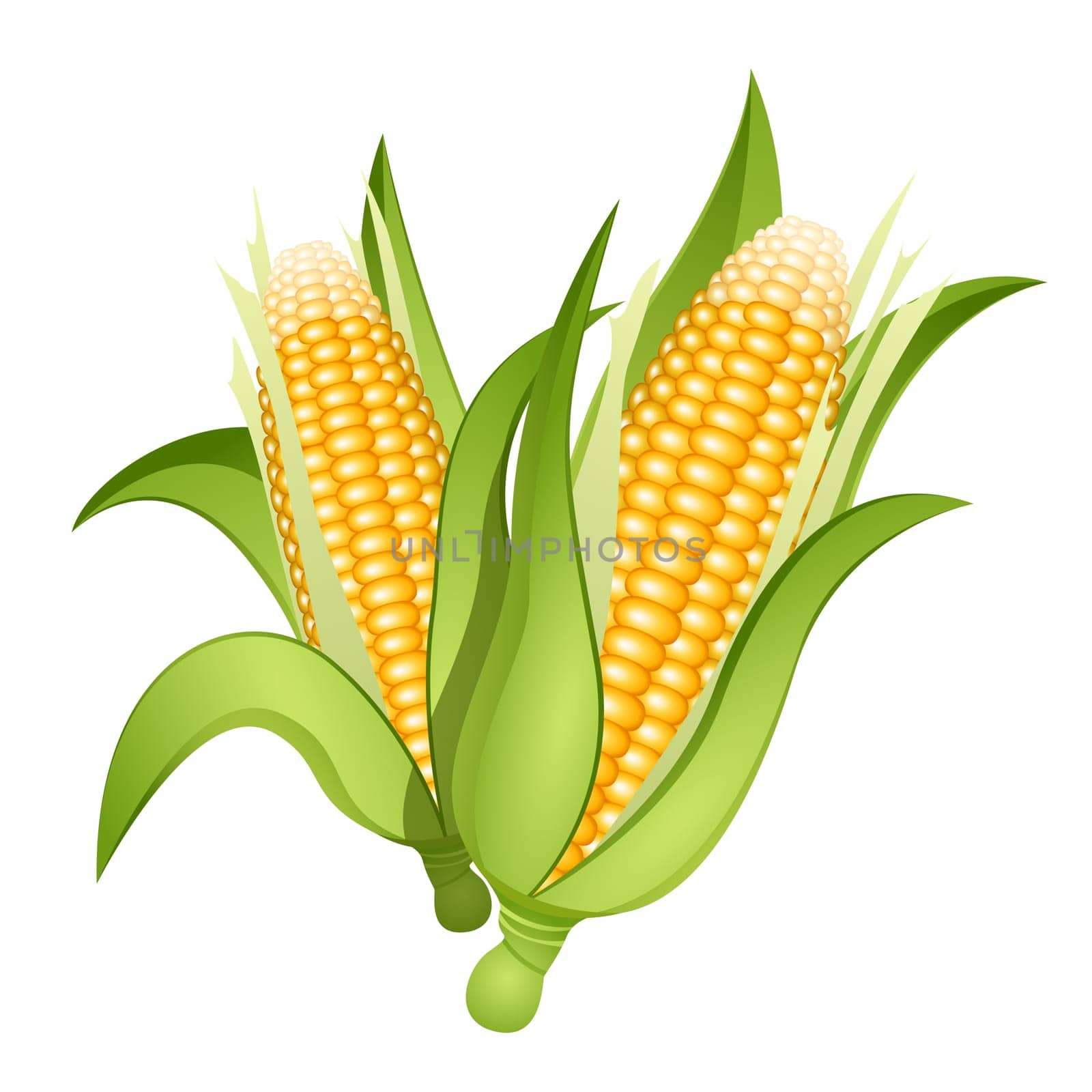 Two ears of corn isolated
