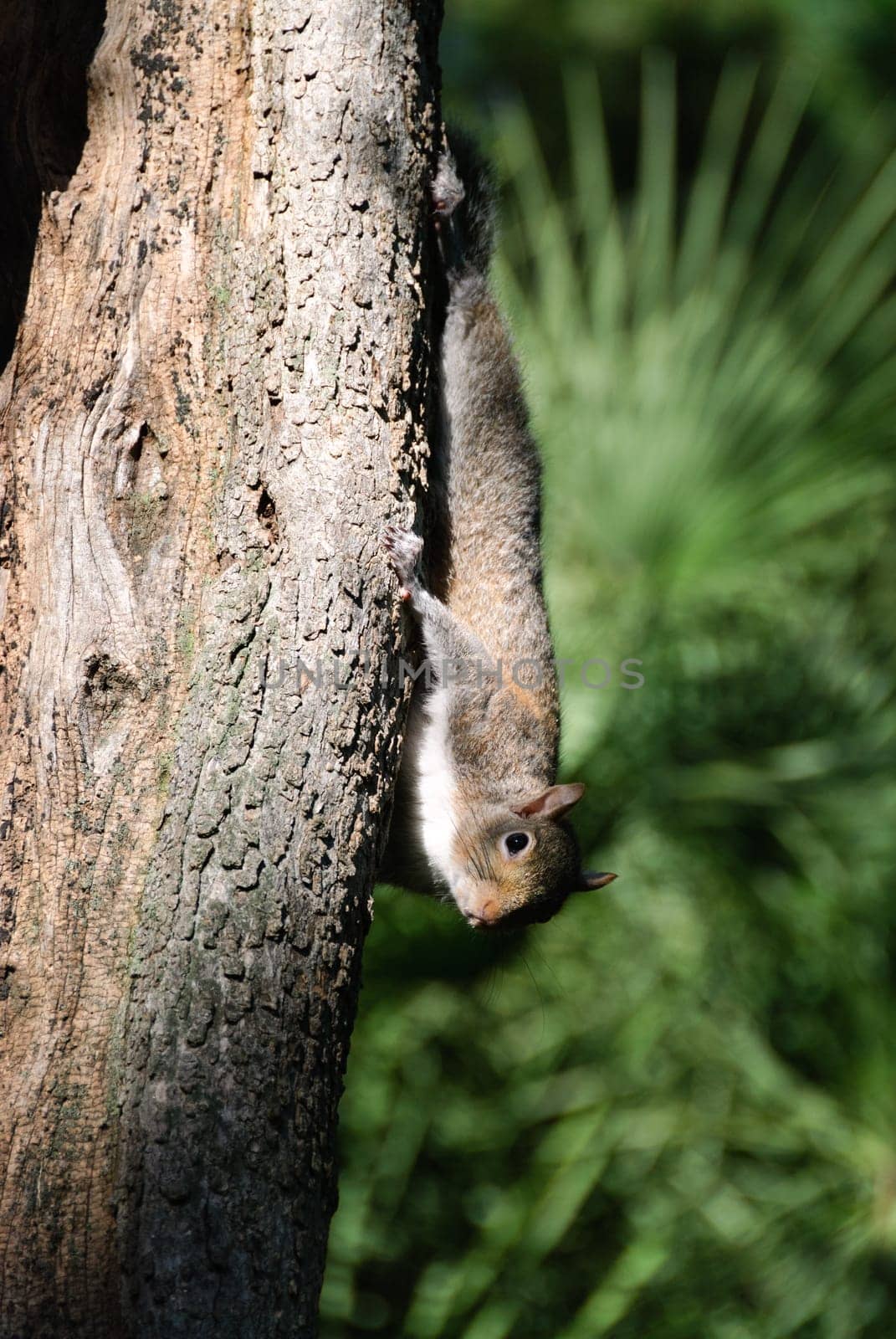 Squirrel upside down on a pine trunk