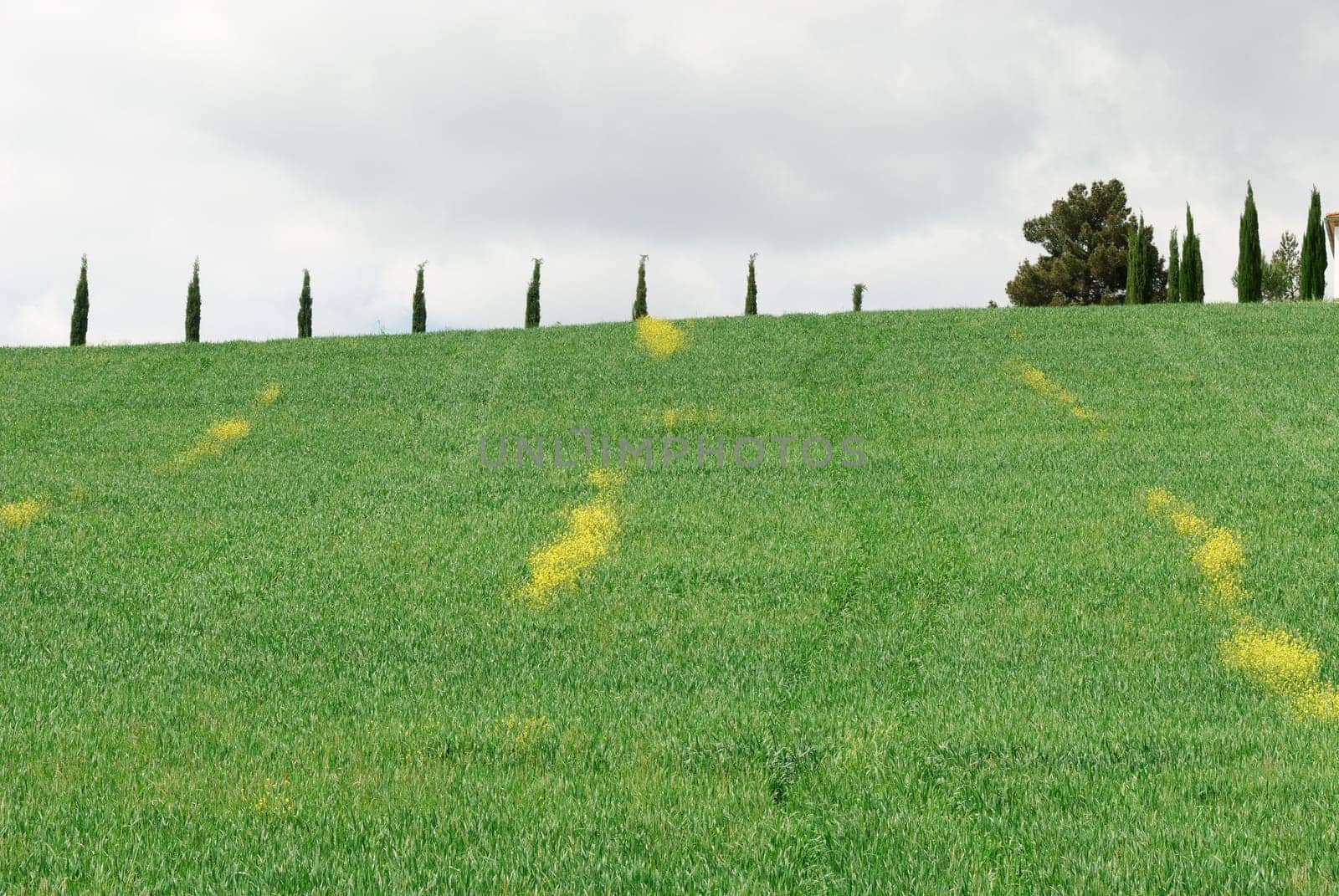 hills streaked with yellow flowers in Grosseto in Tuscany