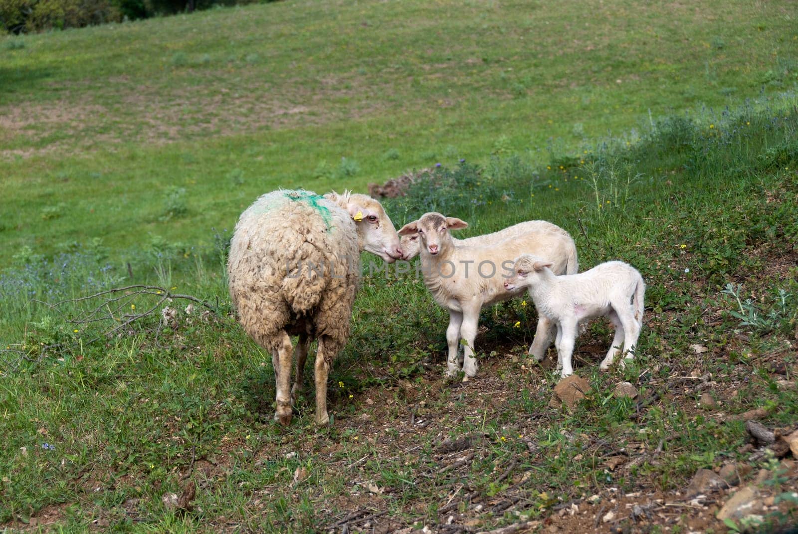 sheep with two lambs in the countryside of Grosseto in Tuscany