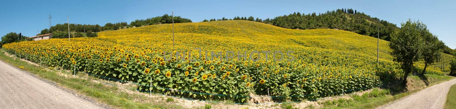 overview of a field of sunflowers on a hill