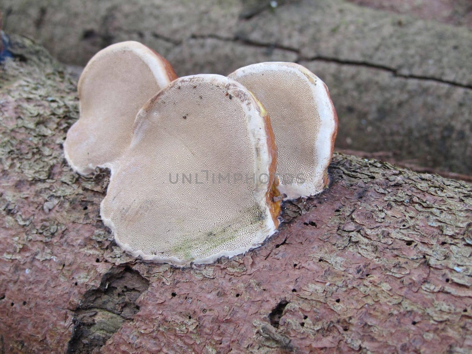 Tree sponge