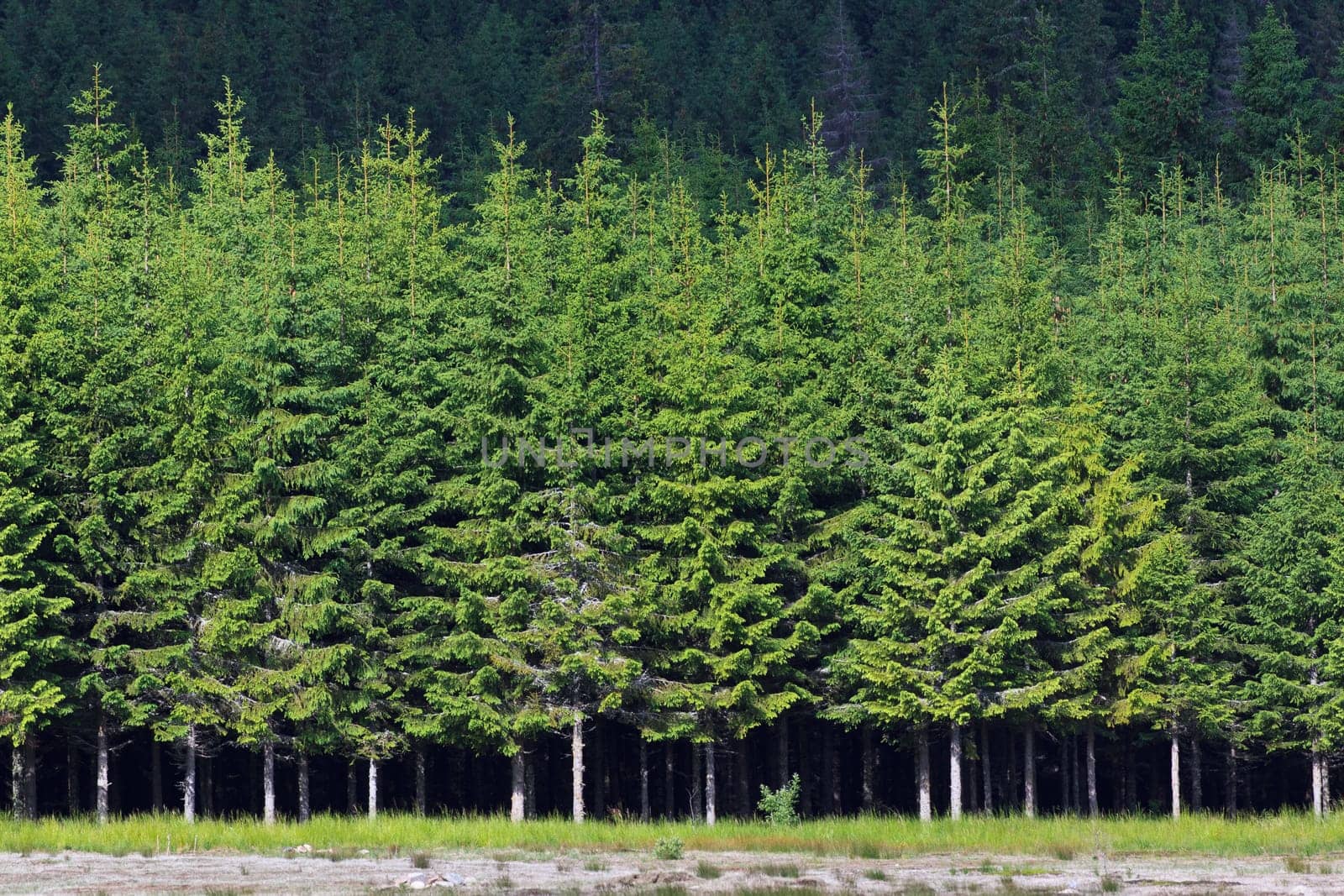 background with a pine forest in spring