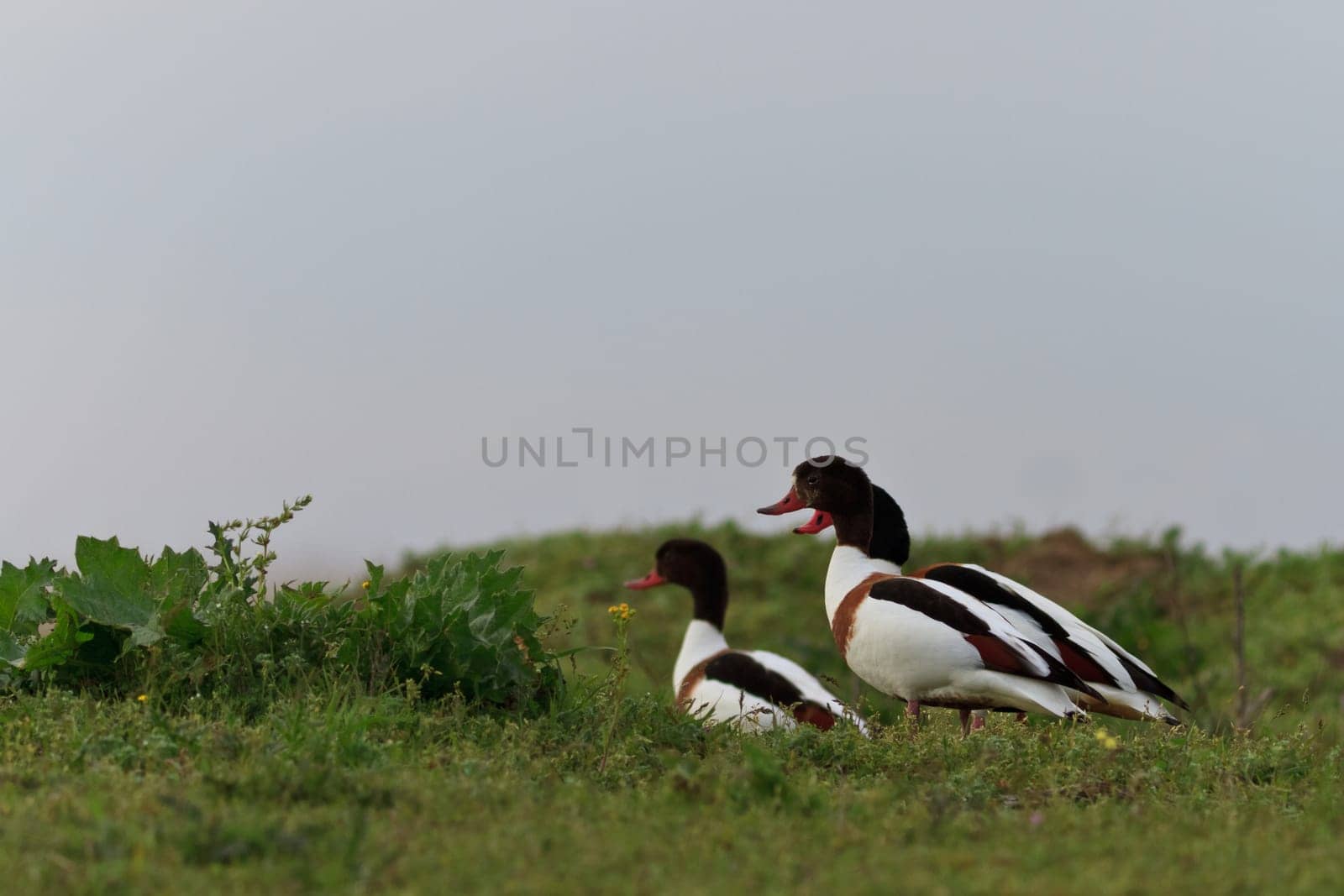Common Shelduck Tadorna tadorna in Danube Delta, Romania