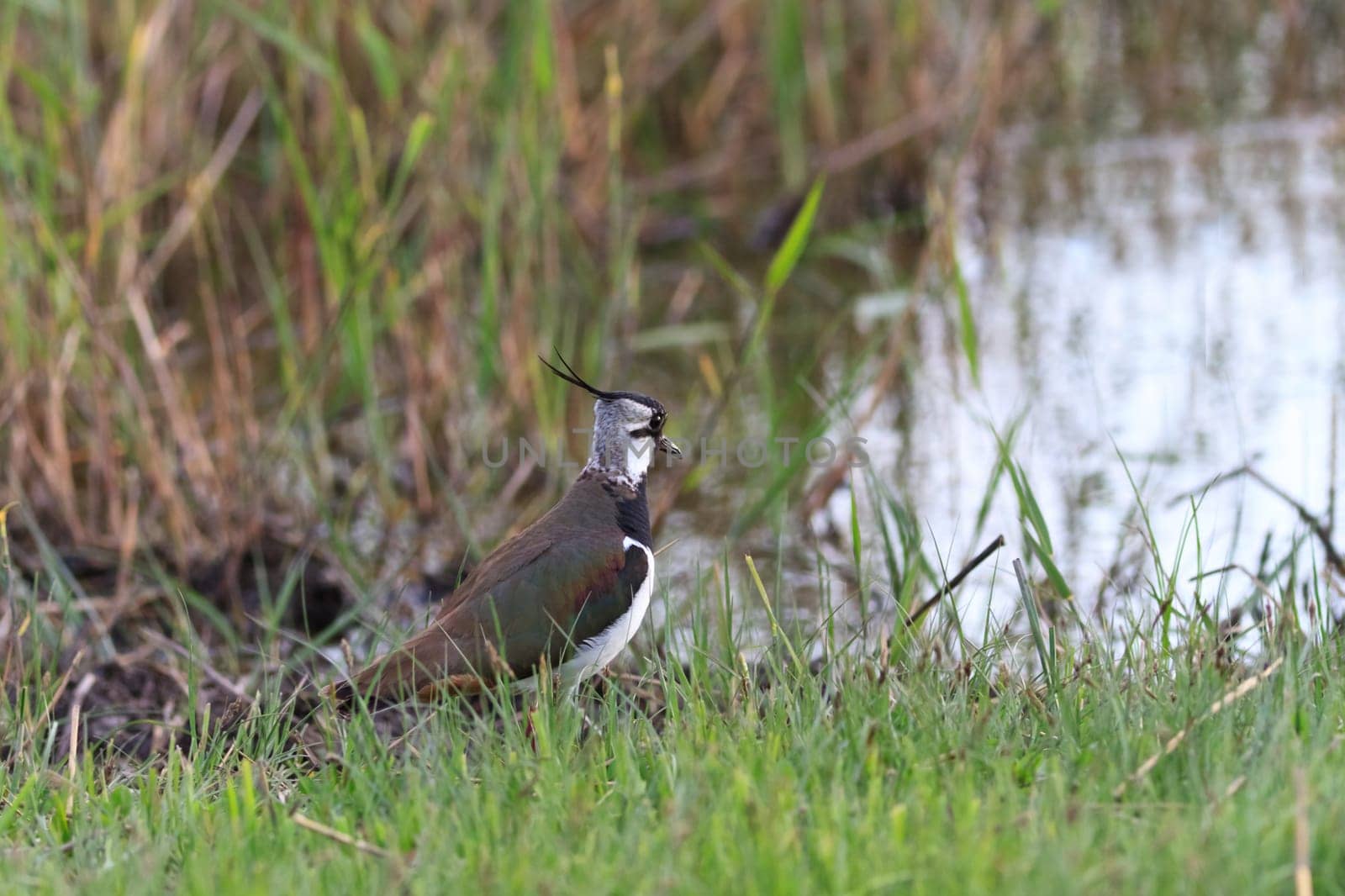 lapwing (vanellus vanellus) in Danube Delta, Romania