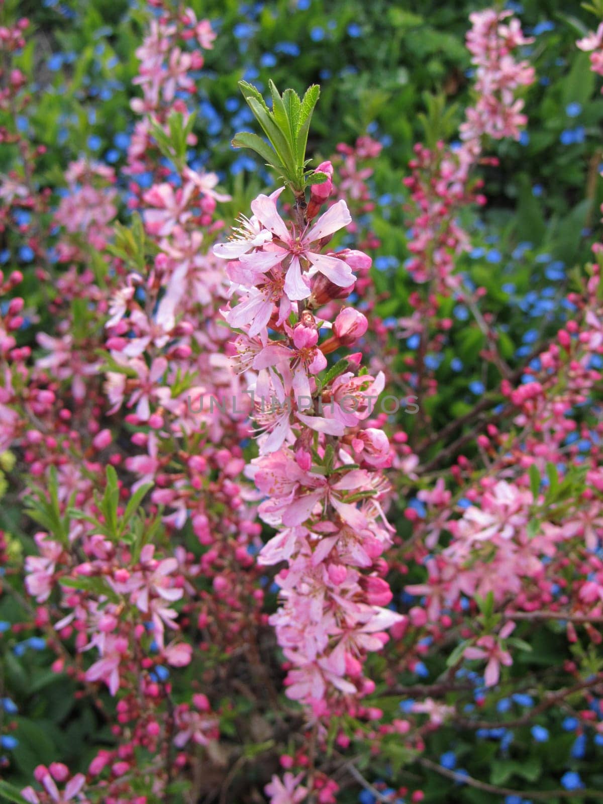 pink daphne - Daphne