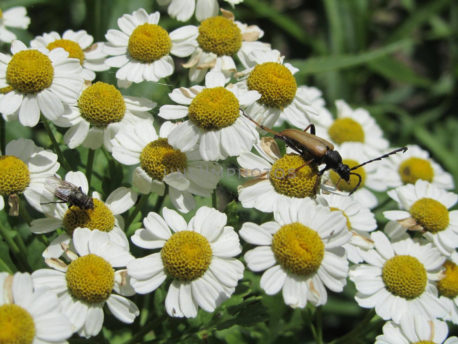 Longhorn beetle on feverfew - Tanacetum parthenium