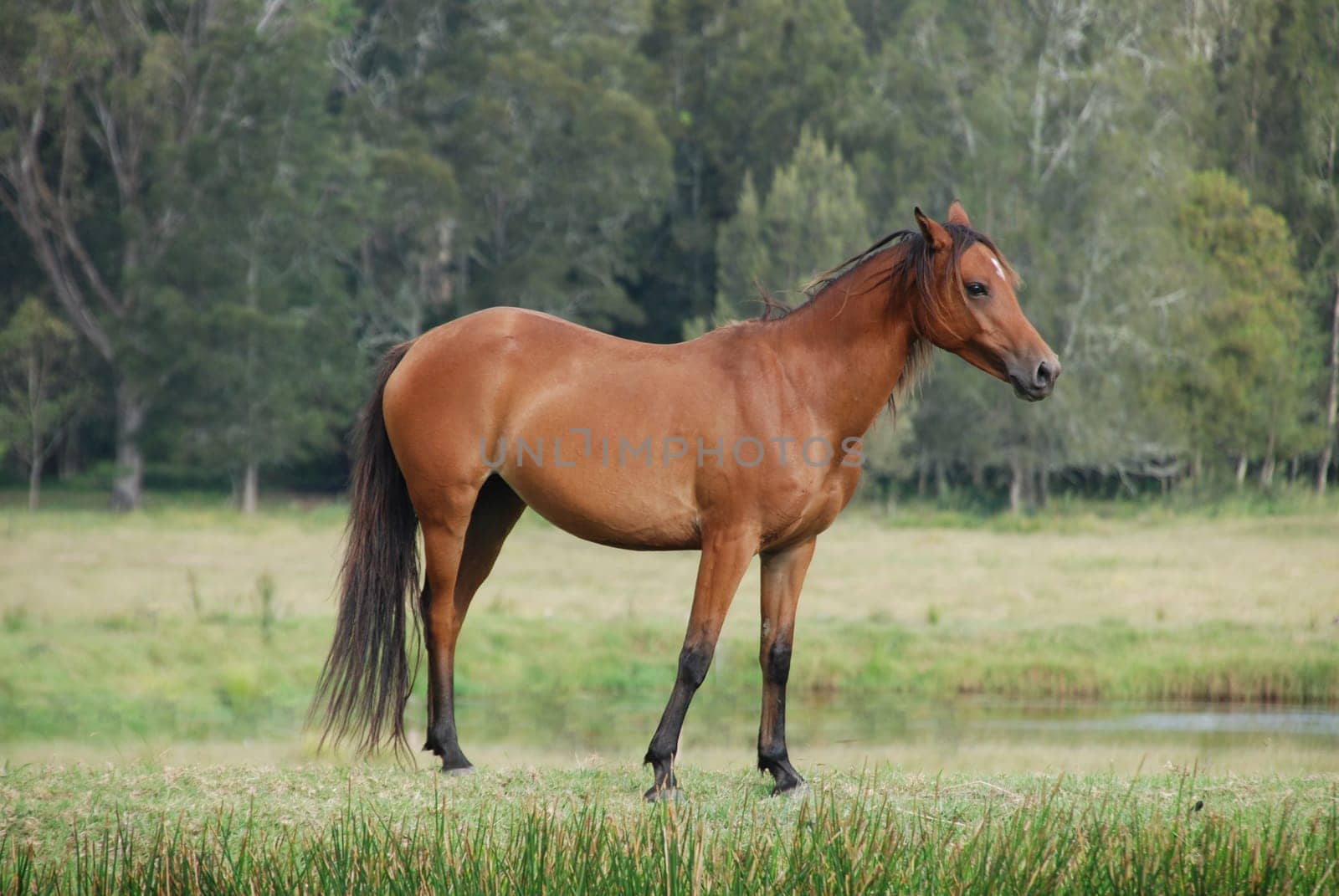 Rosi in the pasture