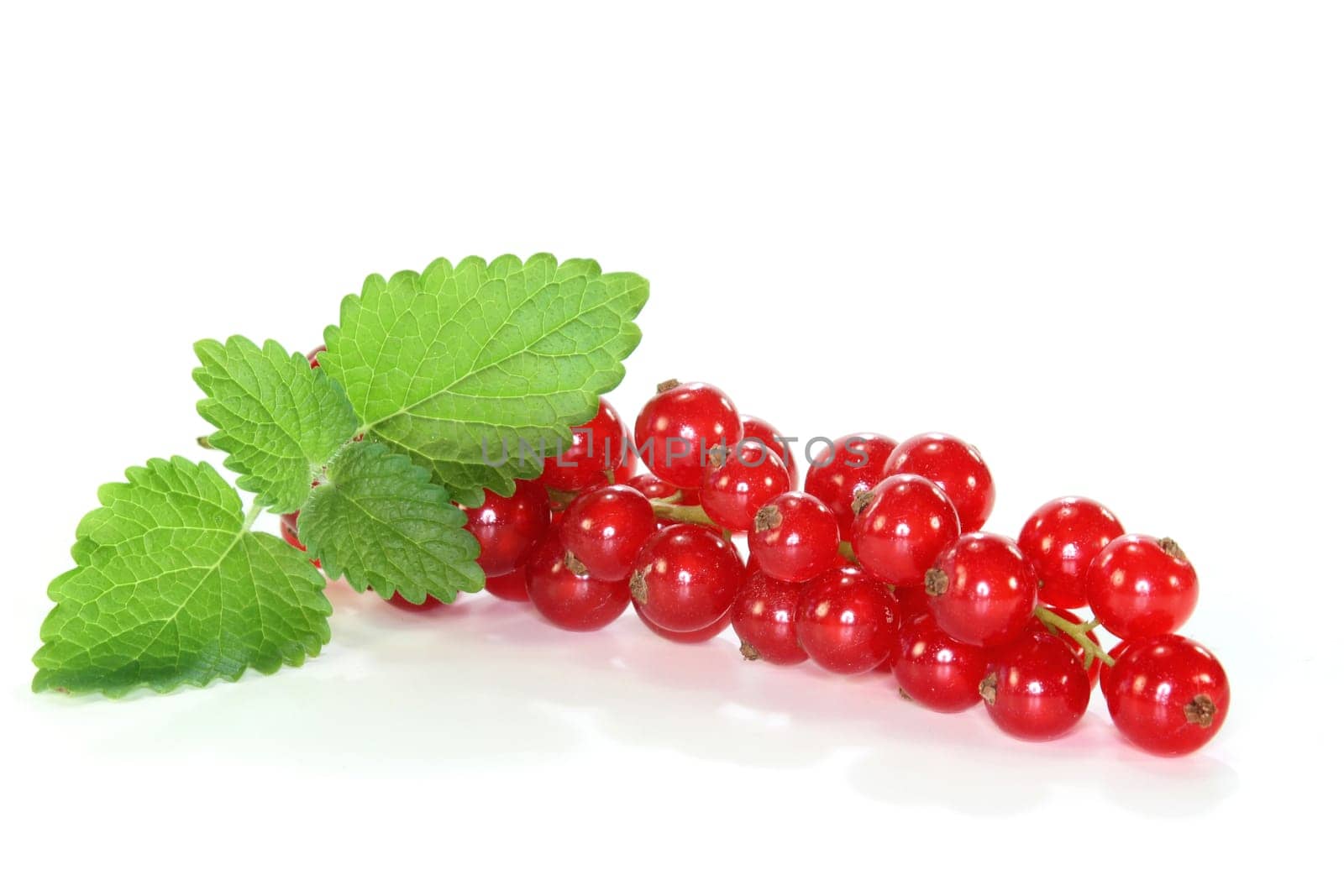 Red currants against white background