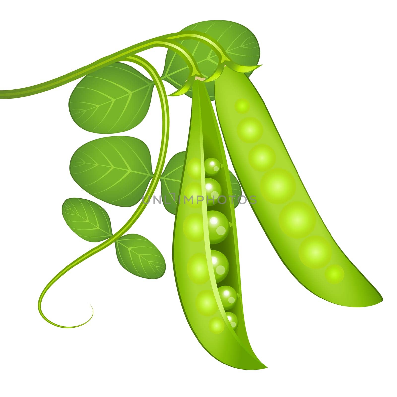 Green peas and the plant