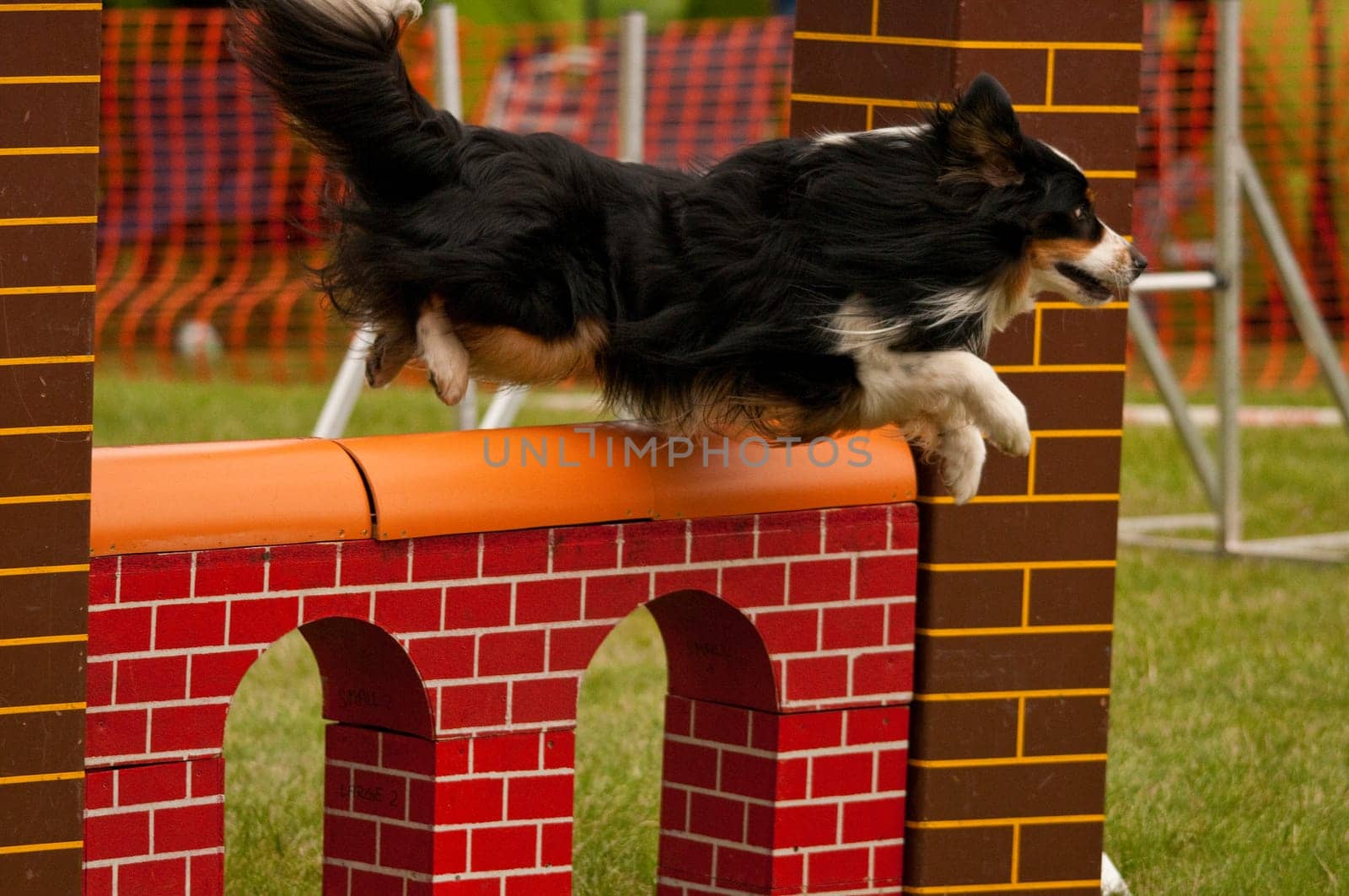 Dog jumping over a hurdle in the agility course
