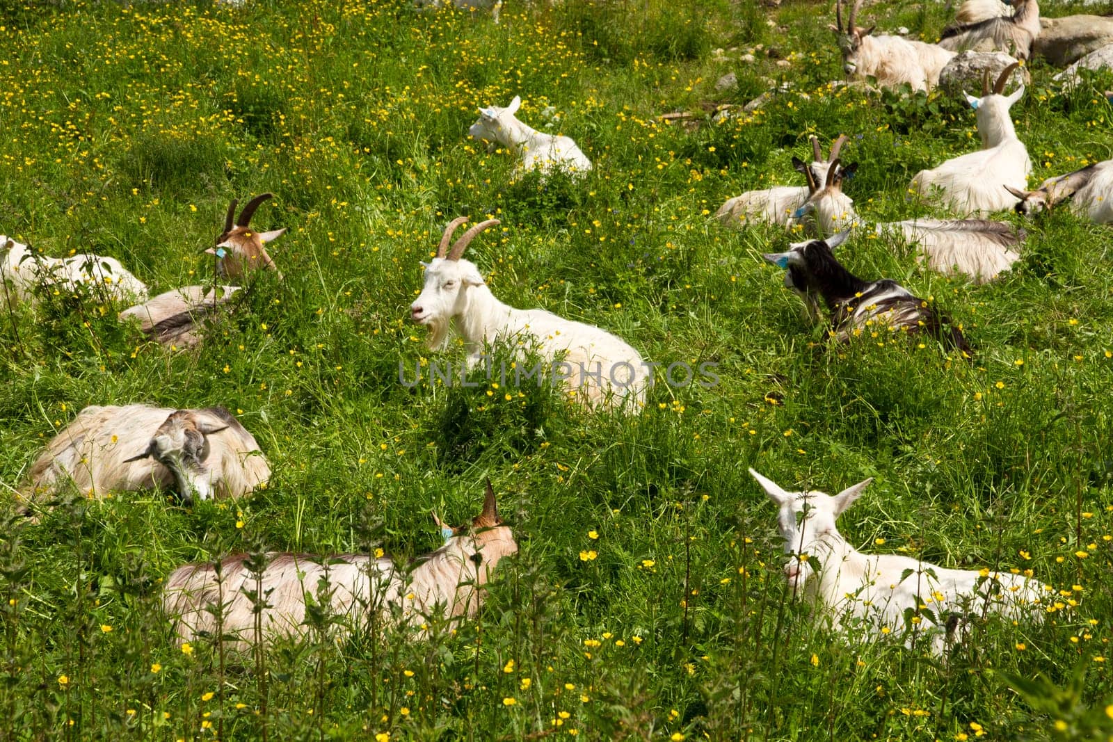 Mountain goats