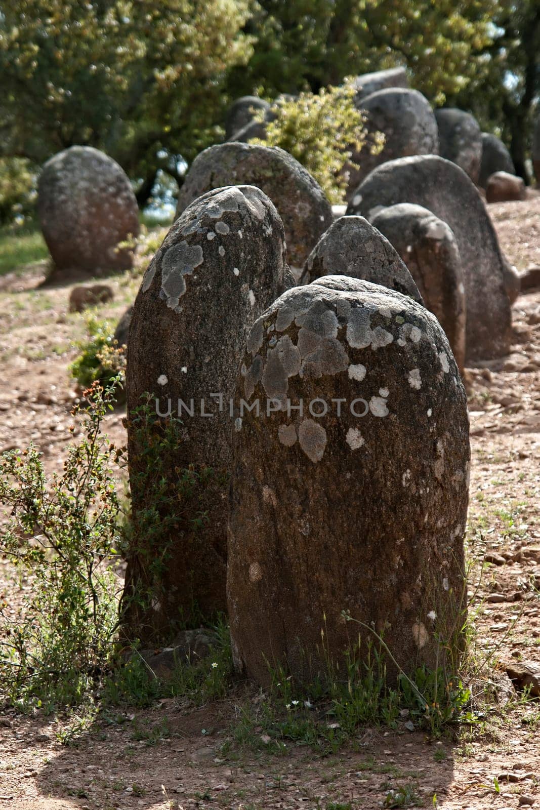 Menhirs in megalithic monument of Cromelech dos Almendres - Evora -Portugal