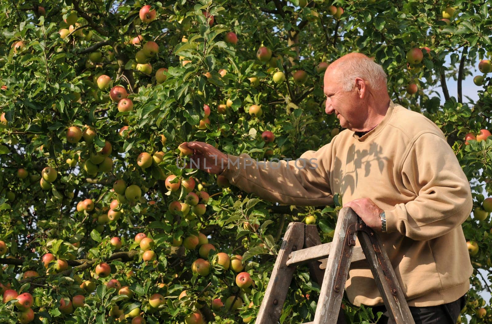 Apple harvest