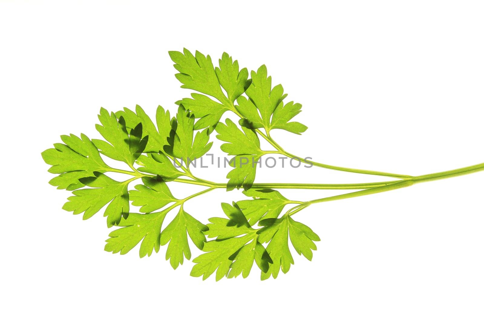 Parsley,isolated against white background