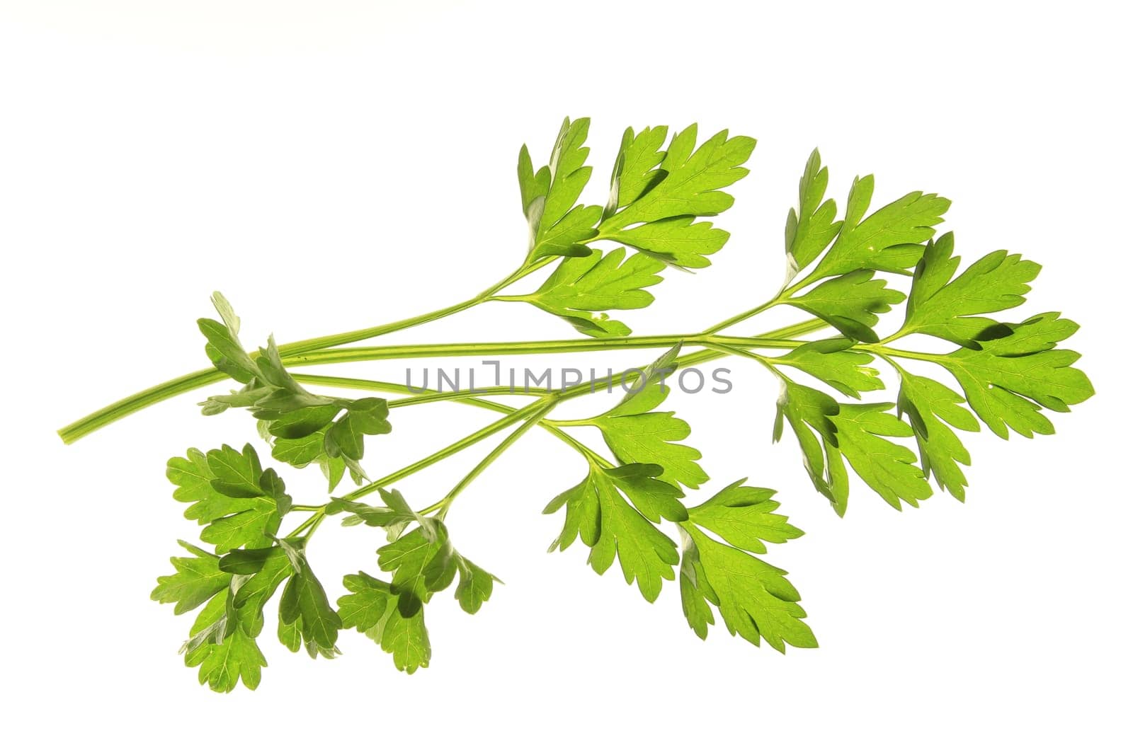 Parsley,isolated against white background