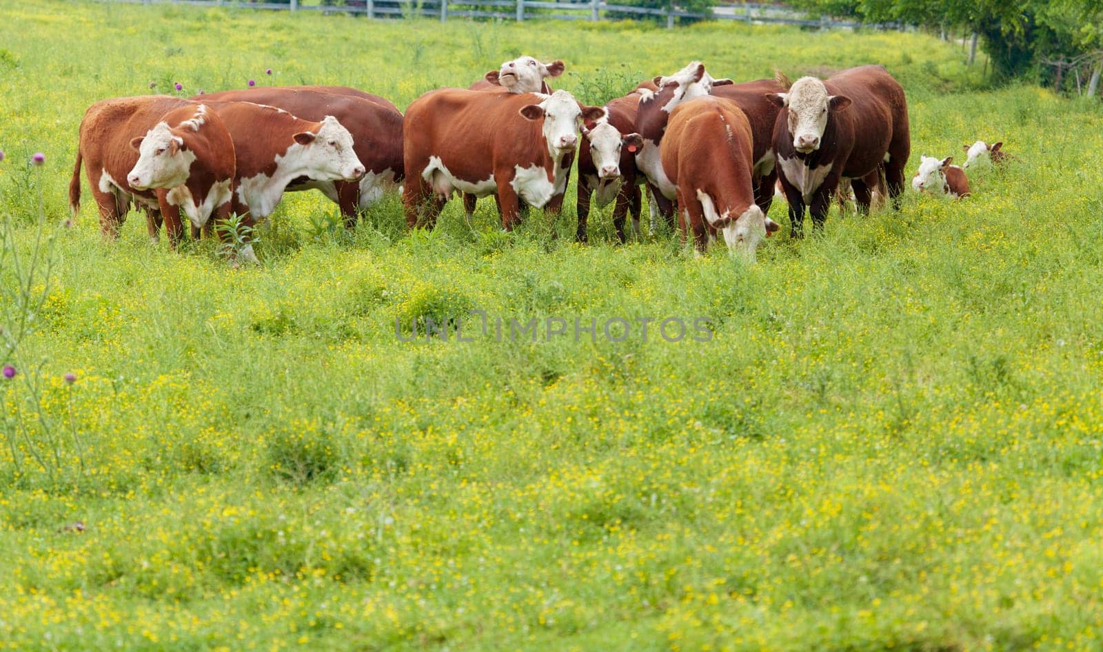 Cattle feeding on grass in a field