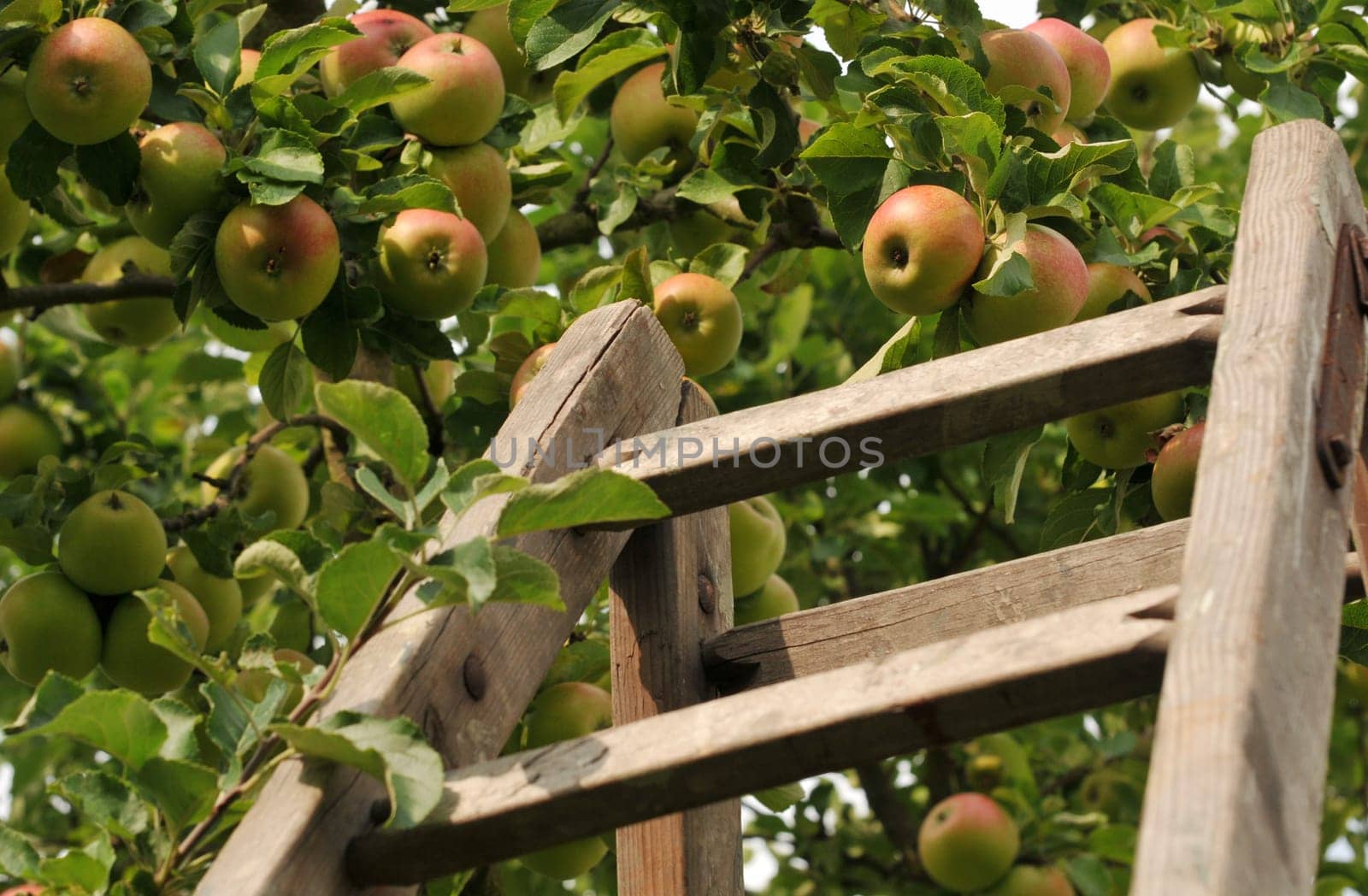 Apples without (New York)