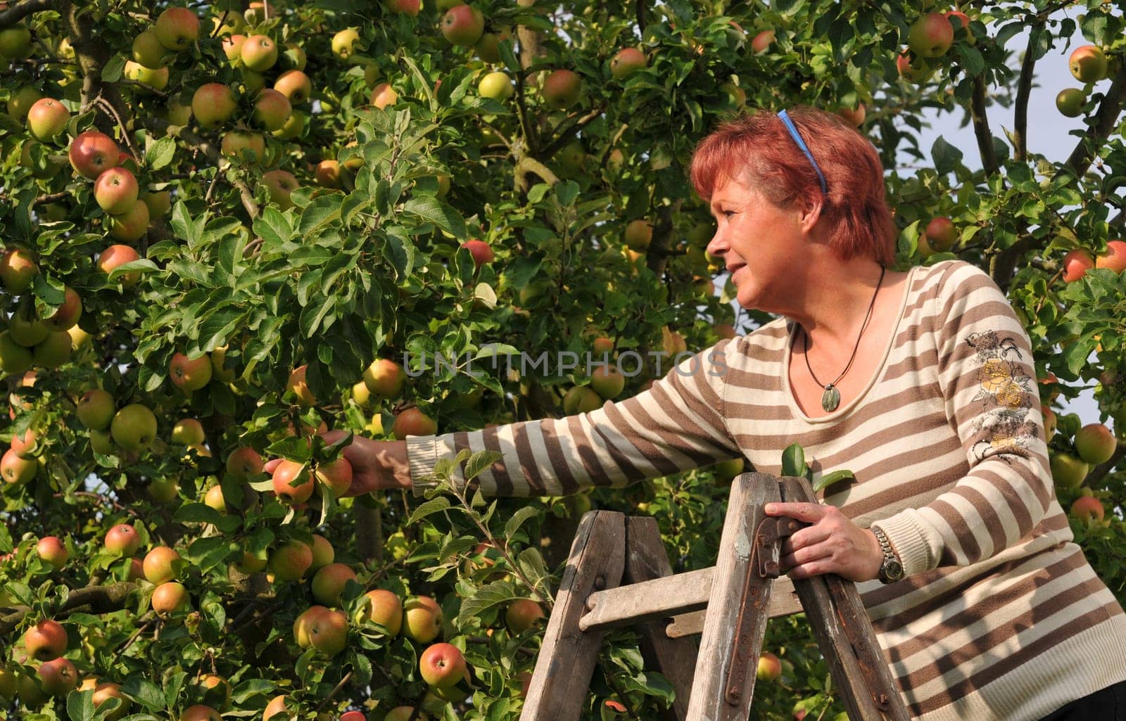 Harvest time