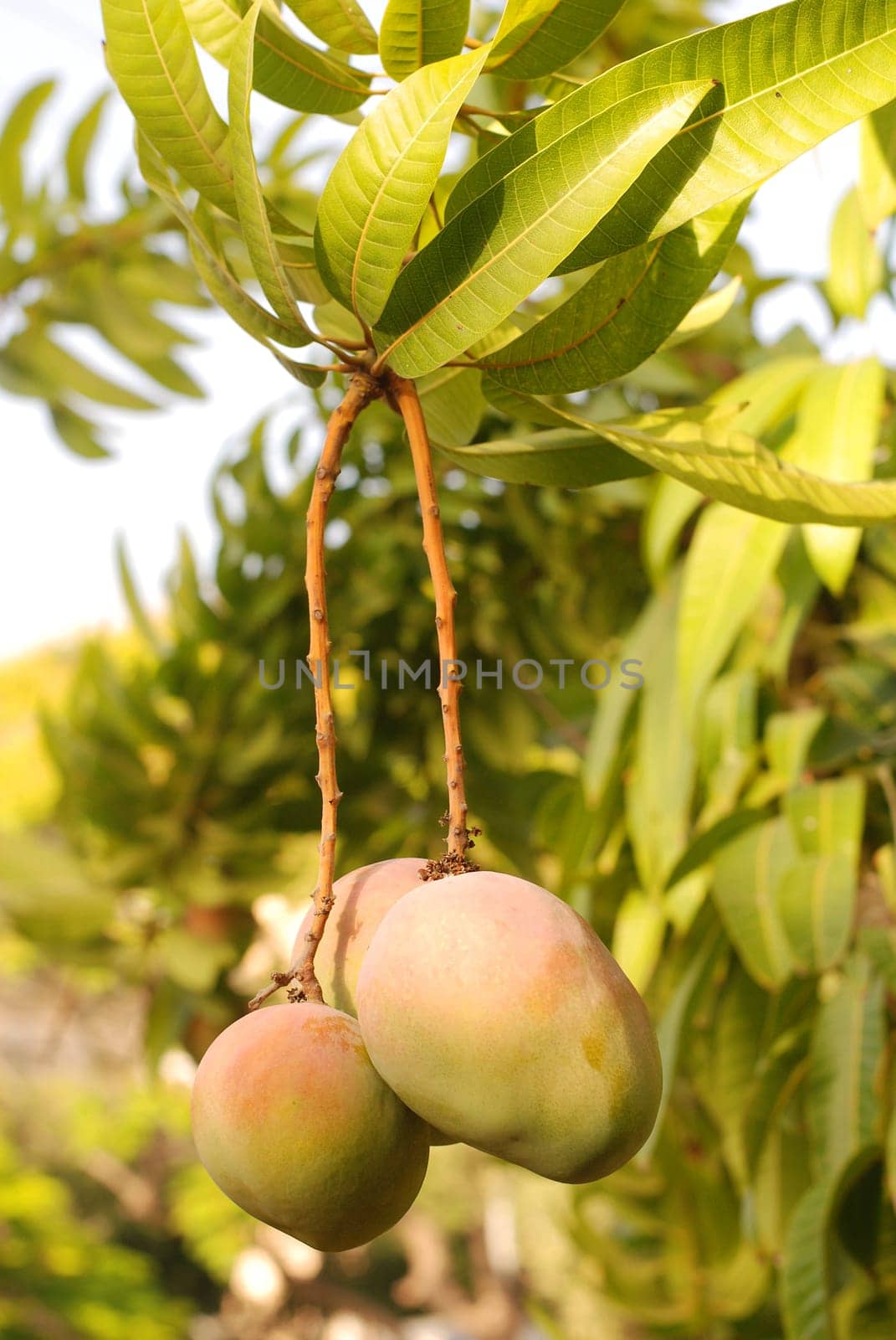 Mango