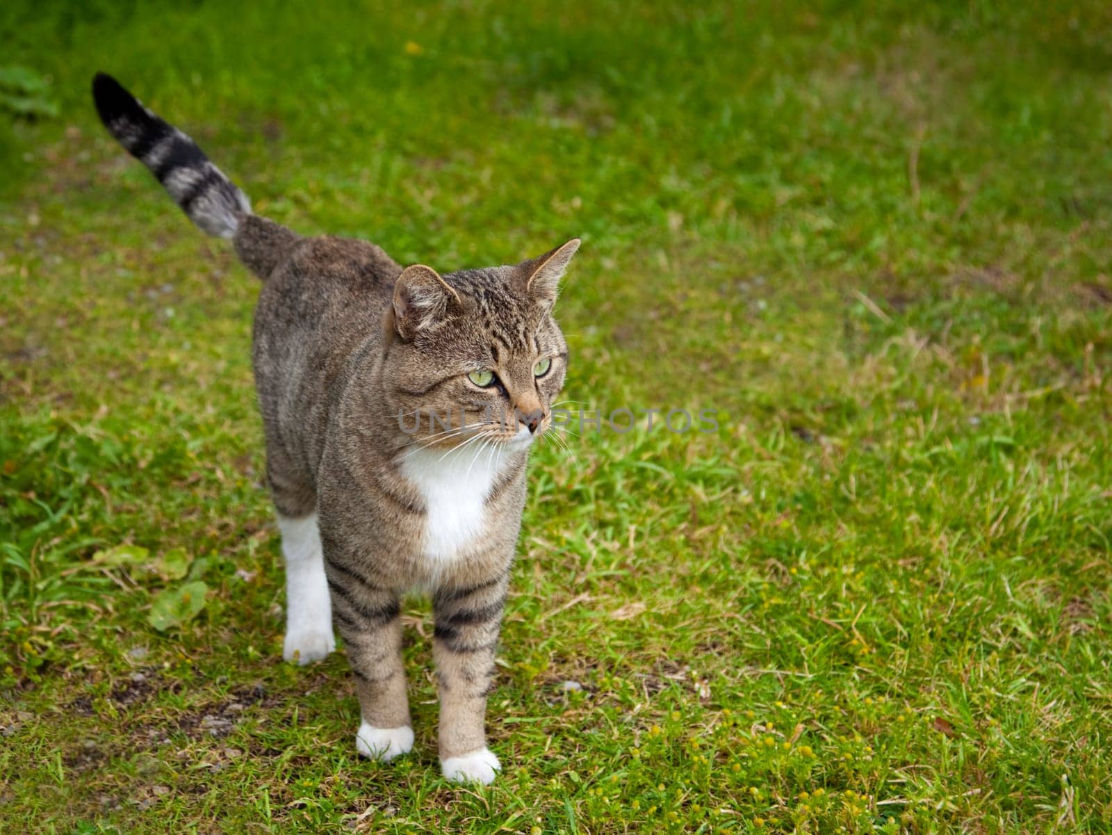 Outdoor photo of young tabby cat standing on grass